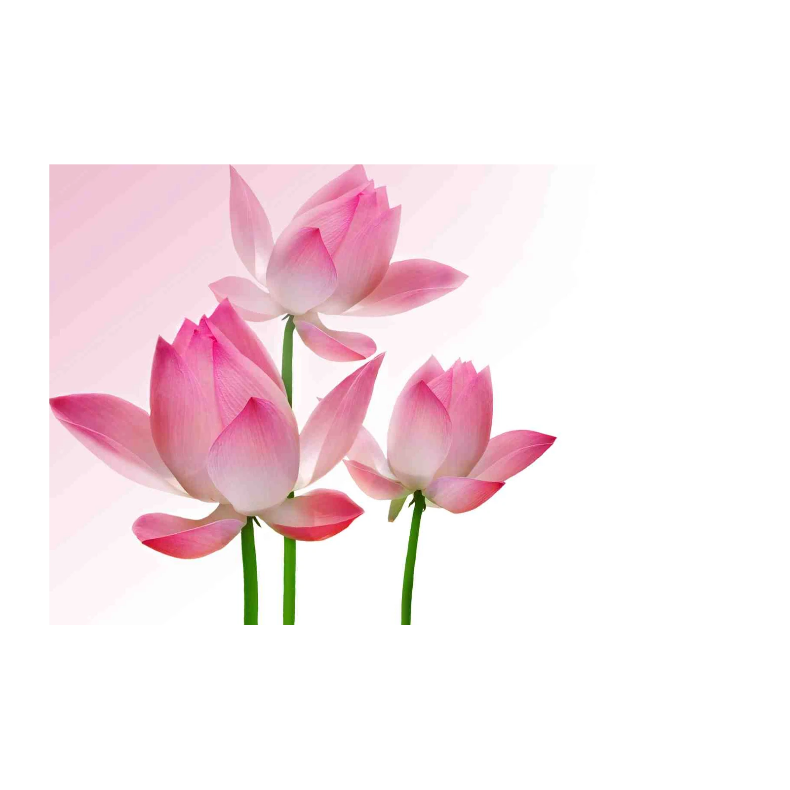 Serene Pink Lotus Trio Wall Art