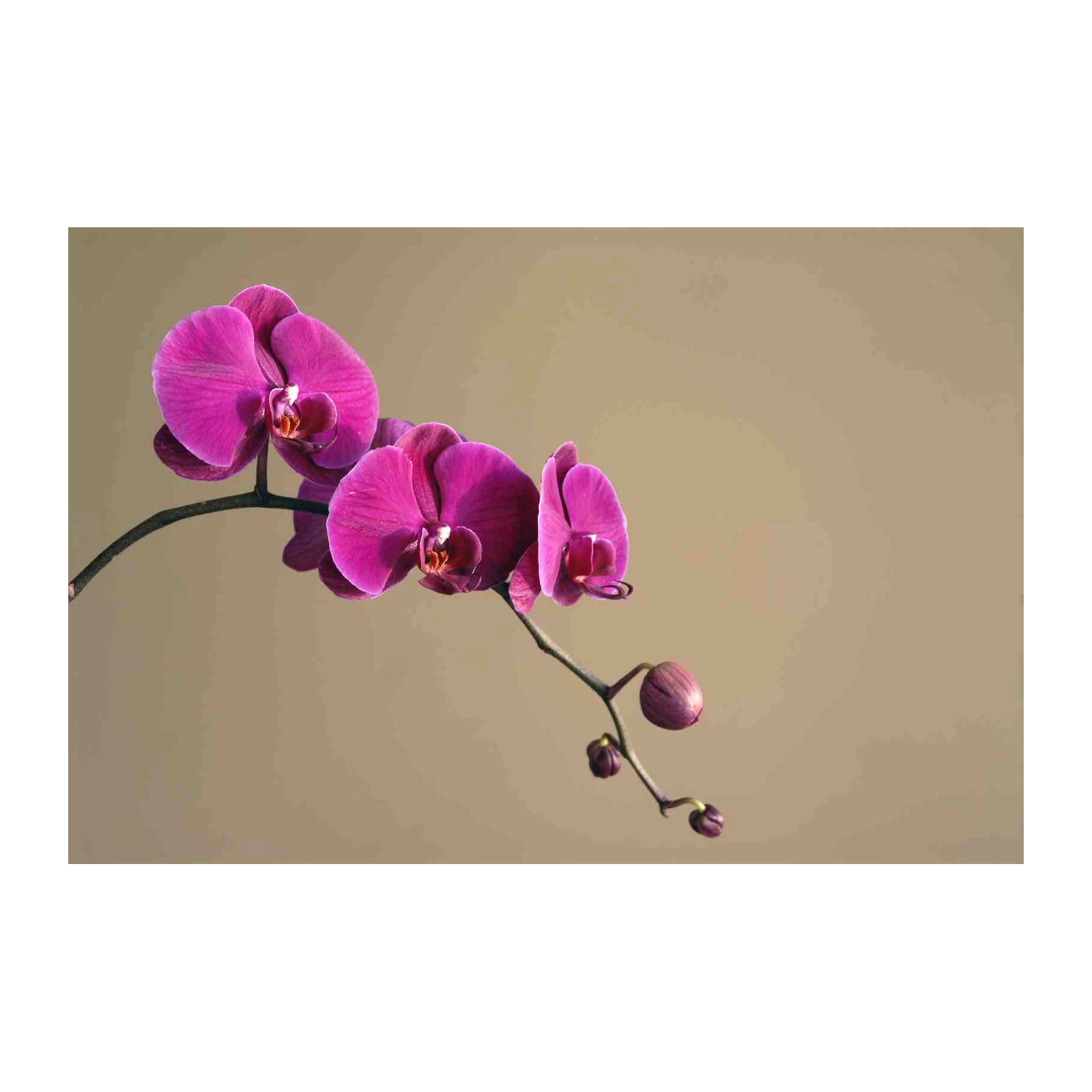 Vibrant Pink Orchid Blossom Wall Art