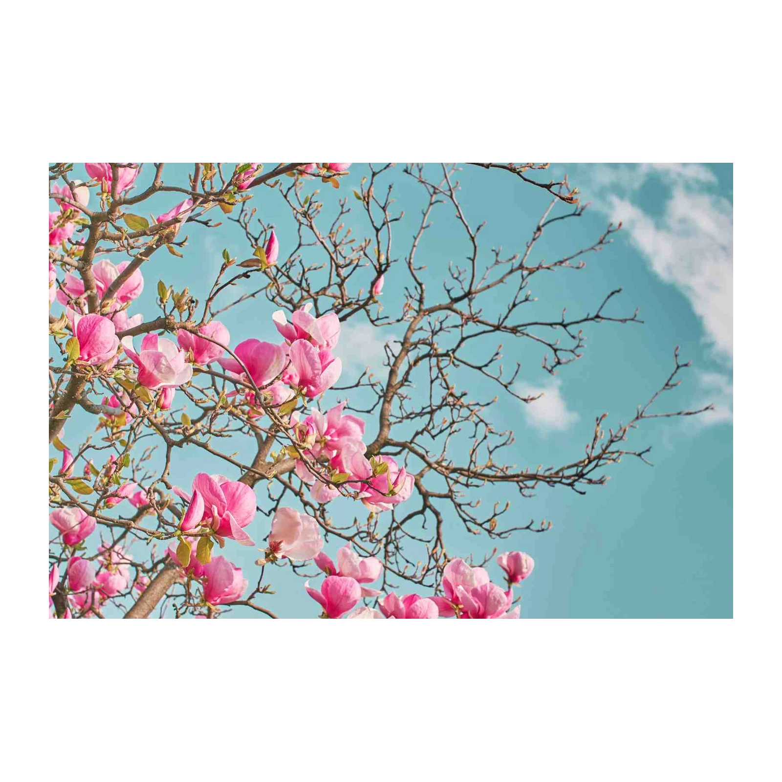 Vibrant Pink Magnolia Blossom Wall Art