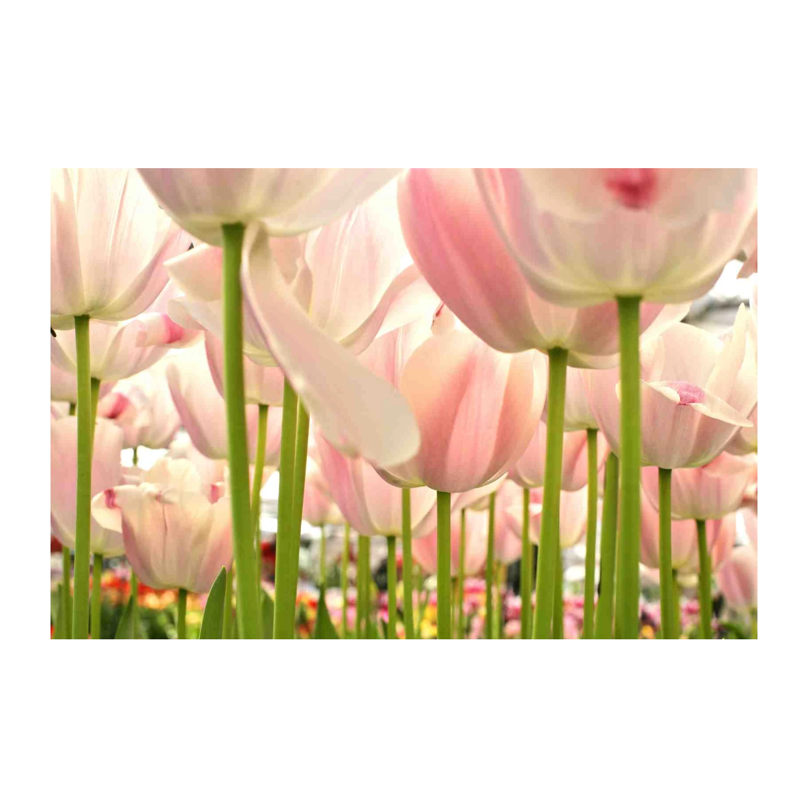 Soft Pink Tulips Close-Up Wall Art