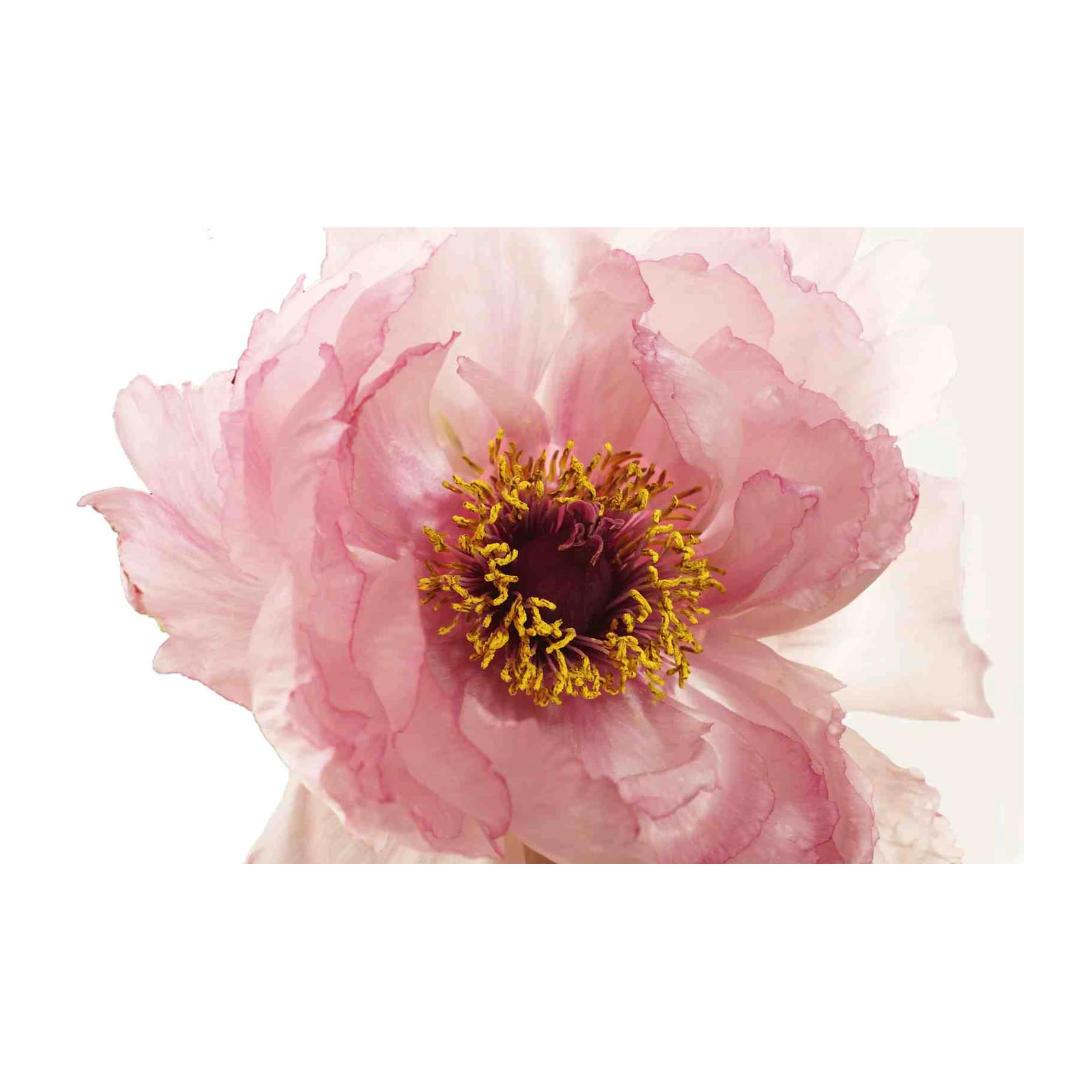 Soft Pink Peony Floral Wall Art Wall Art