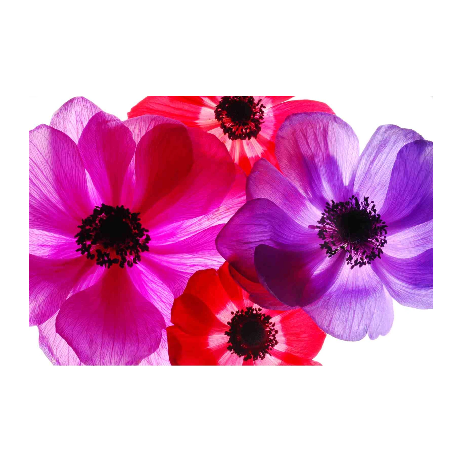 Vibrant Anemone Floral Wall Art - Pop Art Wall Art