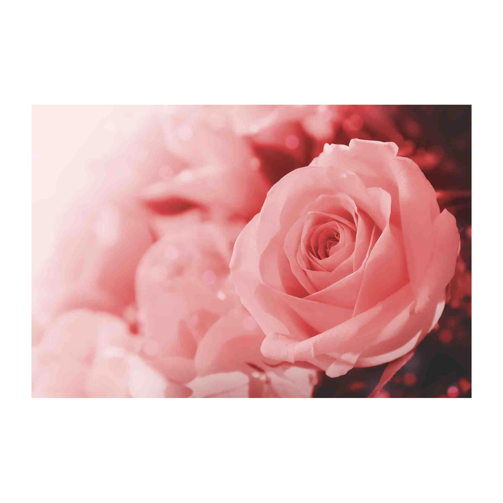 Romantic Pink Rose Blossom Wall Art