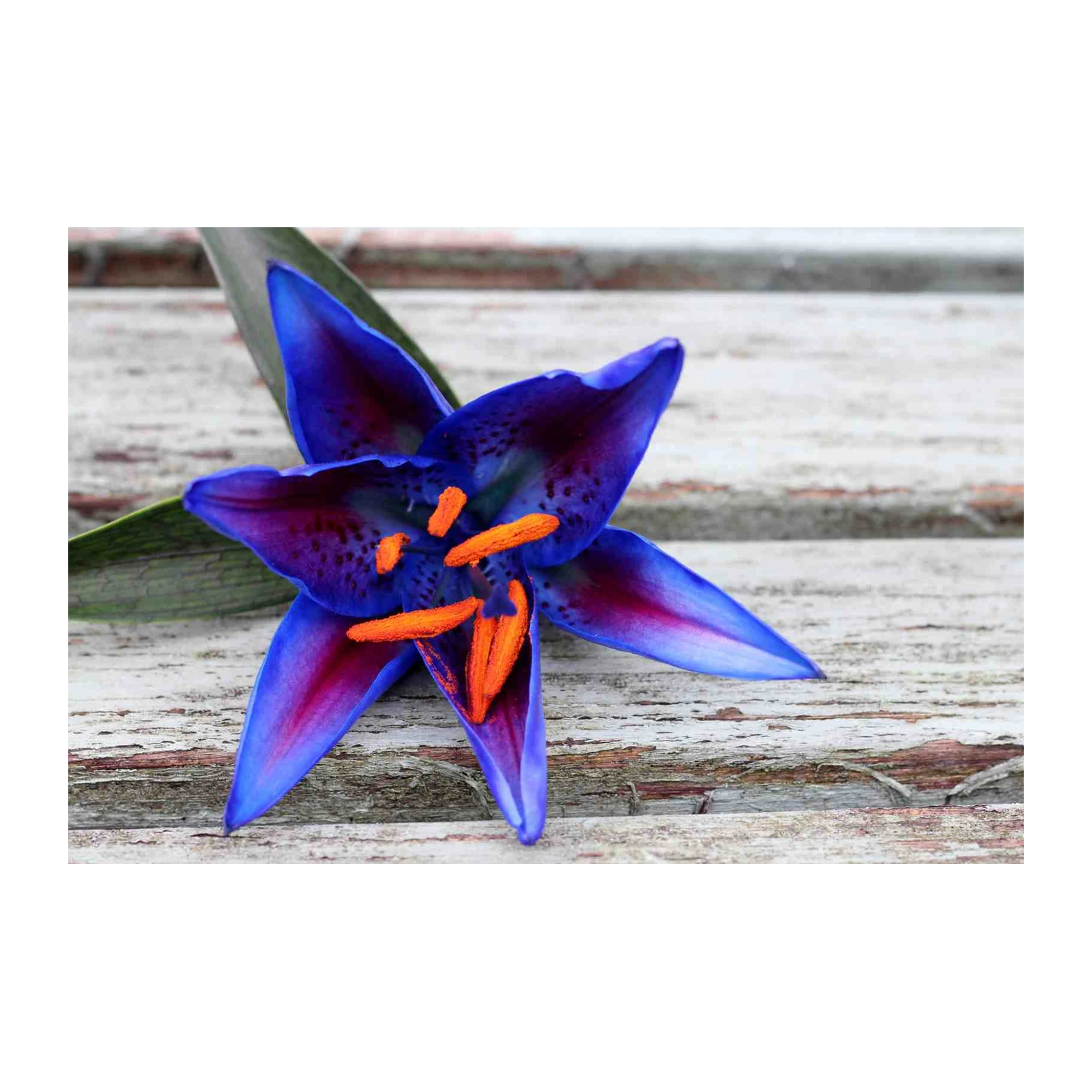 Vibrant Blue Lily Close-up Wall Art