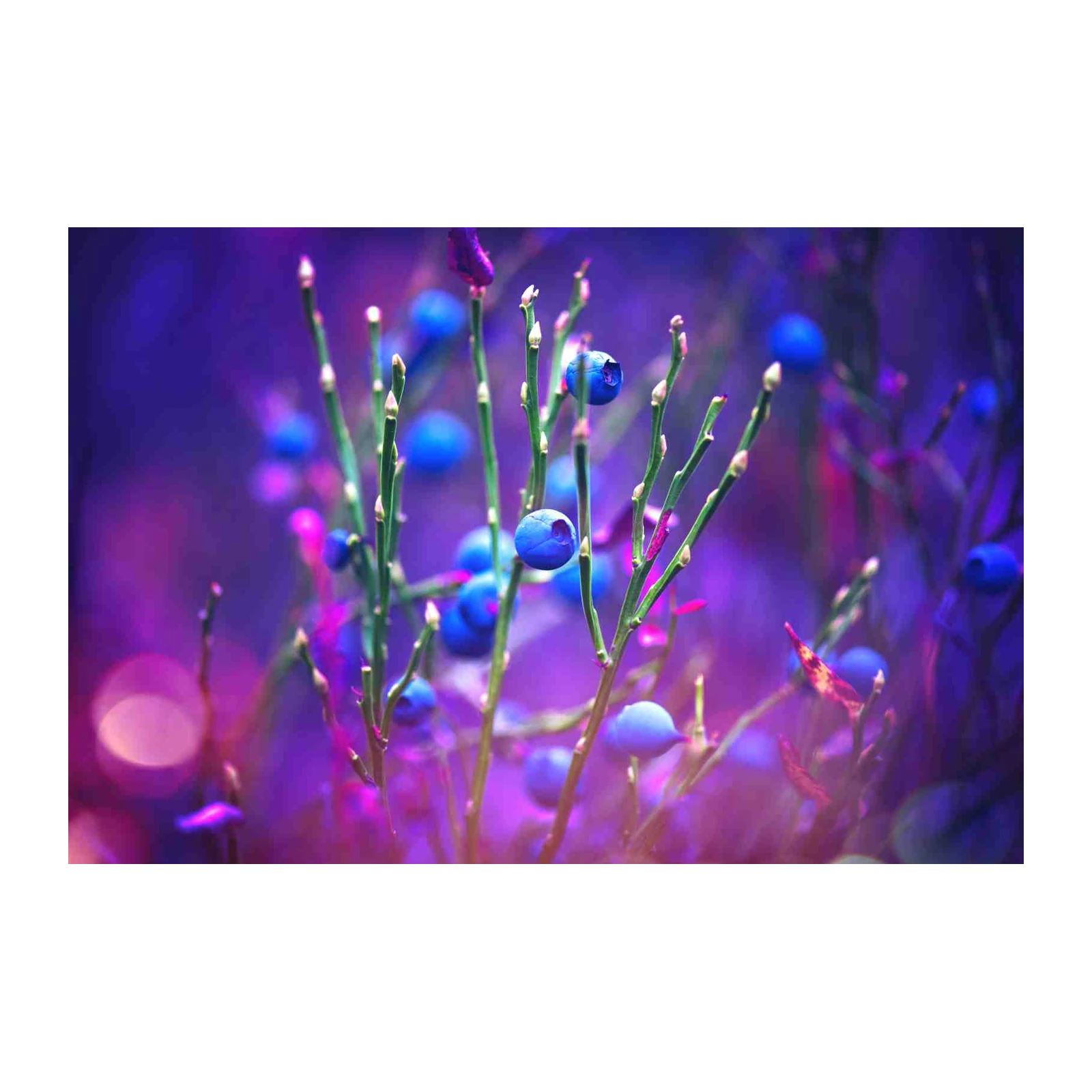 Enchanting Blueberries: Vibrant Nature Wall Art