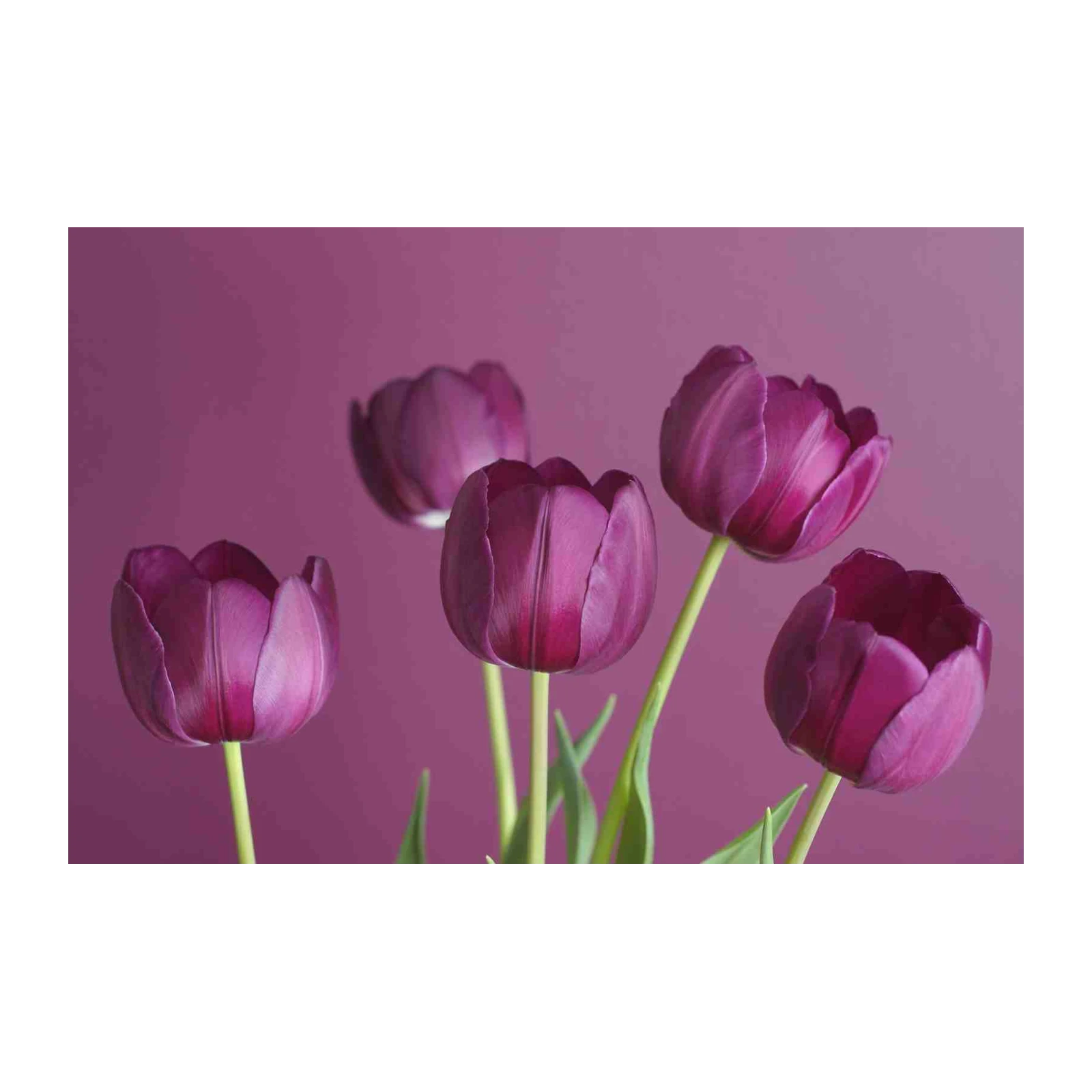 Elegant Purple Tulips Botanical Wall Art
