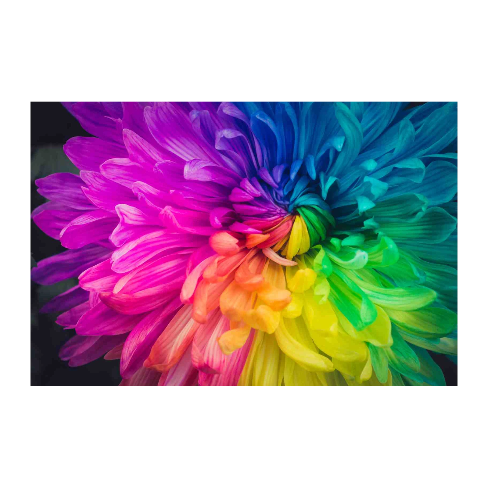 Vibrant Rainbow Flower Wall Art Wall Art