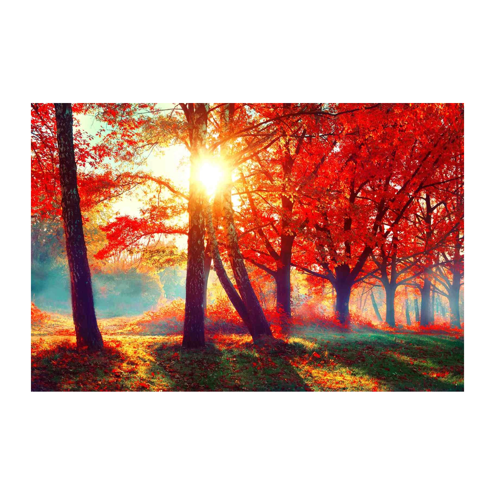 Vibrant Autumn Forest Sunbeam Wall Art