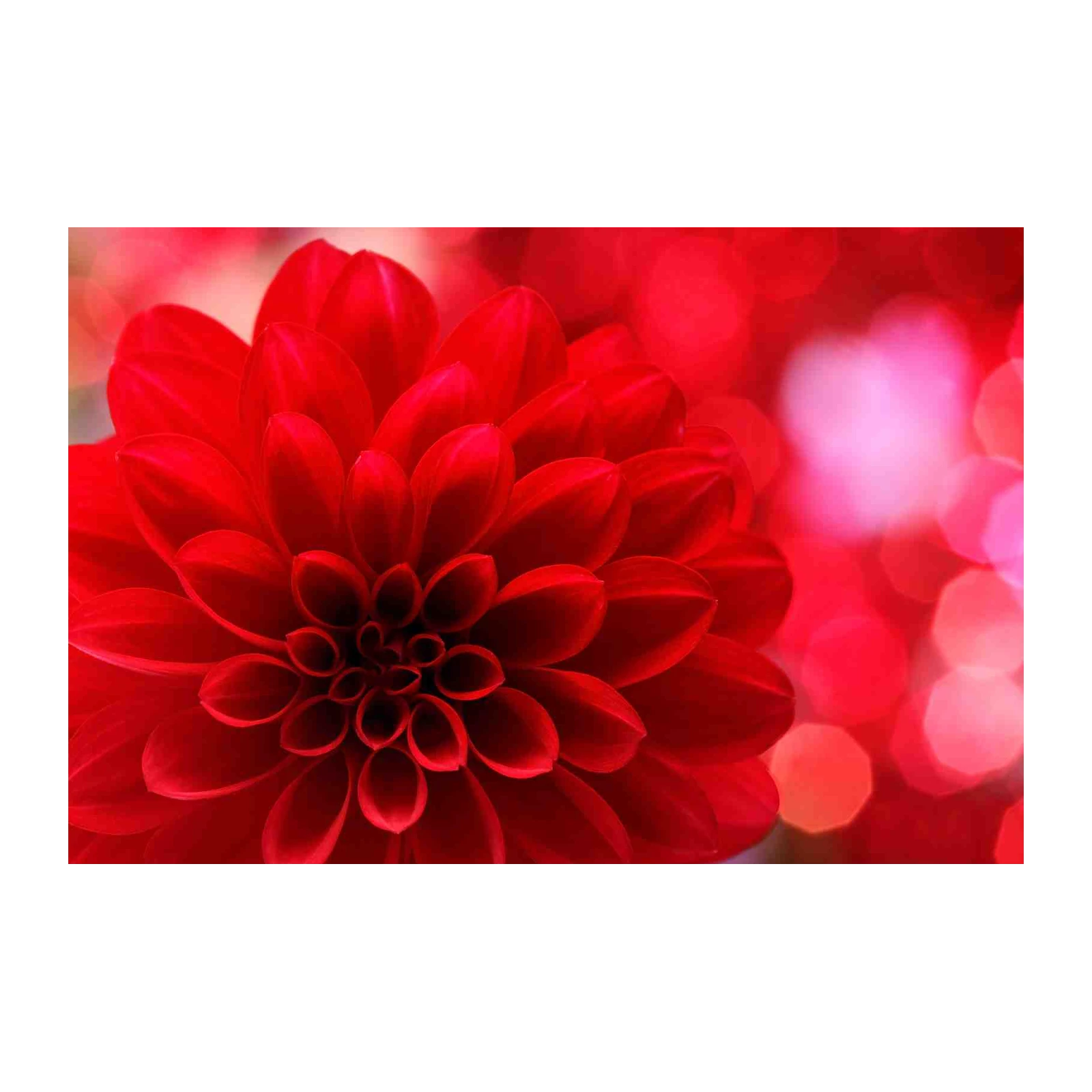 Vibrant Red Dahlia Close-Up Wall Art