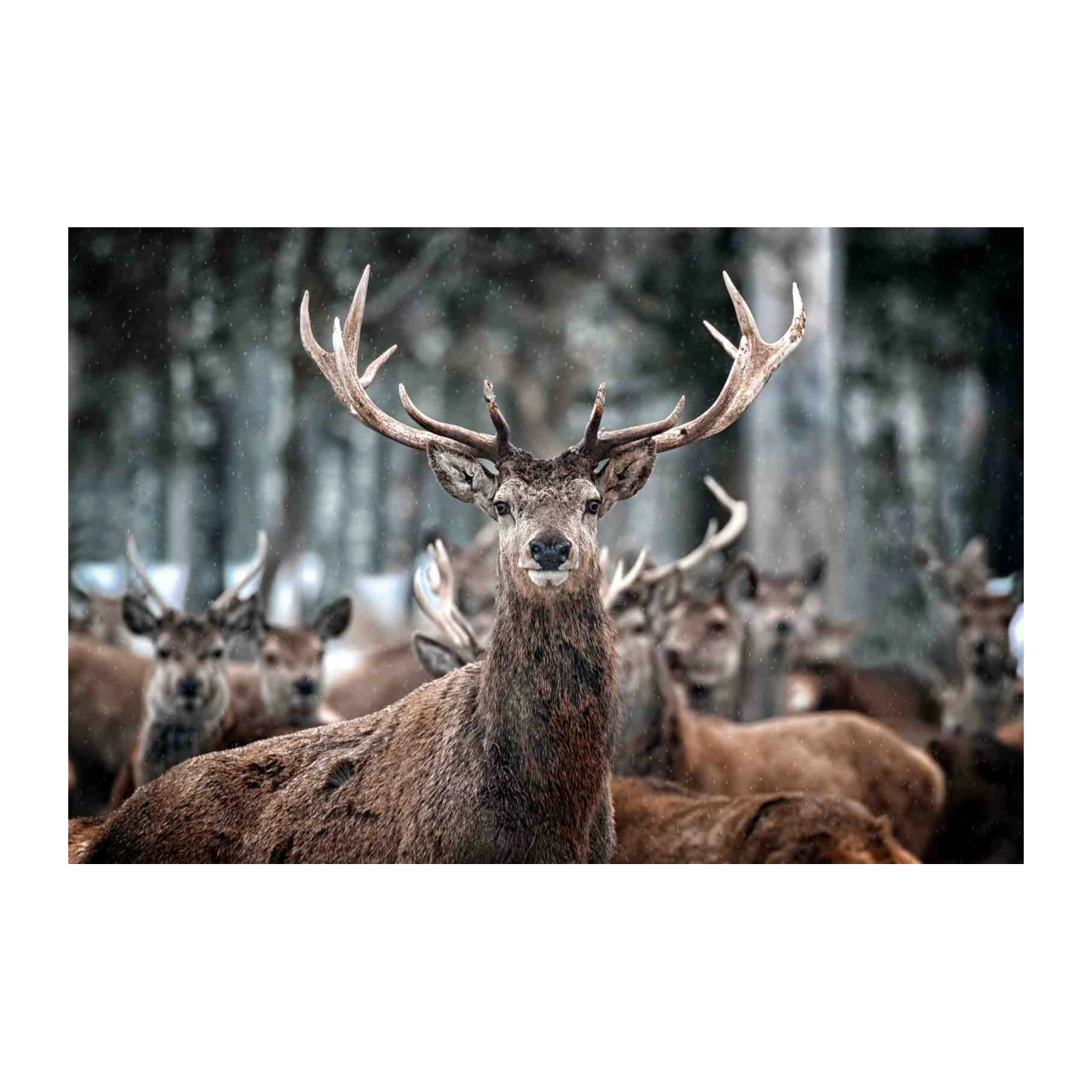 Majestic Stag Winter Forest Wall Art