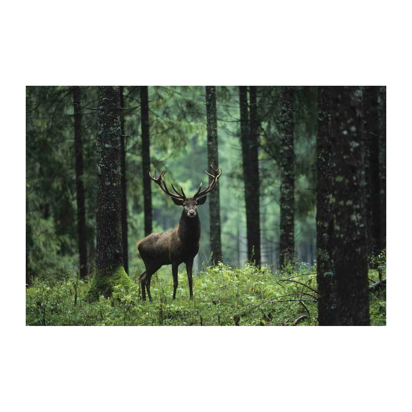 Majestic Forest Stag Wall Art