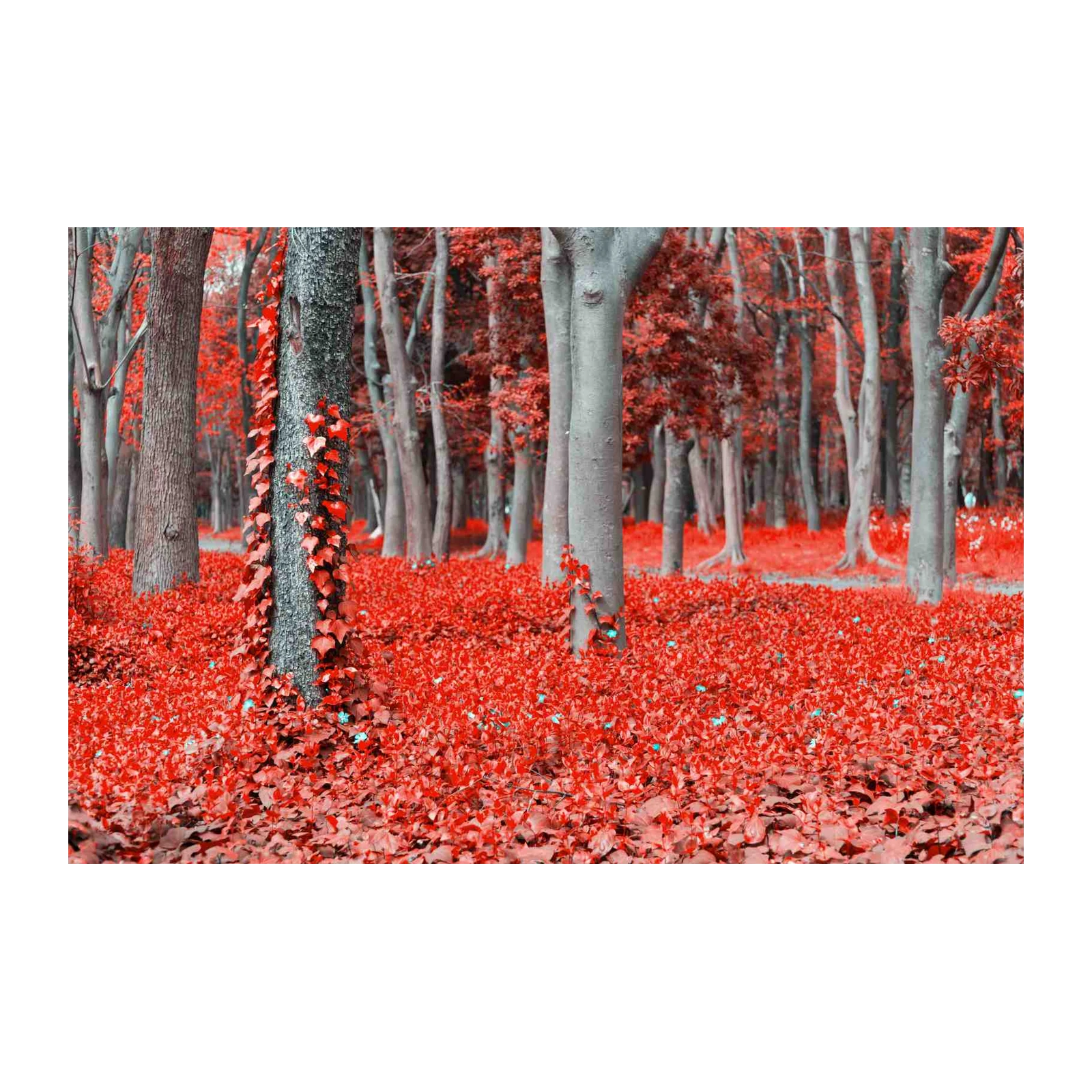 Vibrant Red Forest Path Wall Art