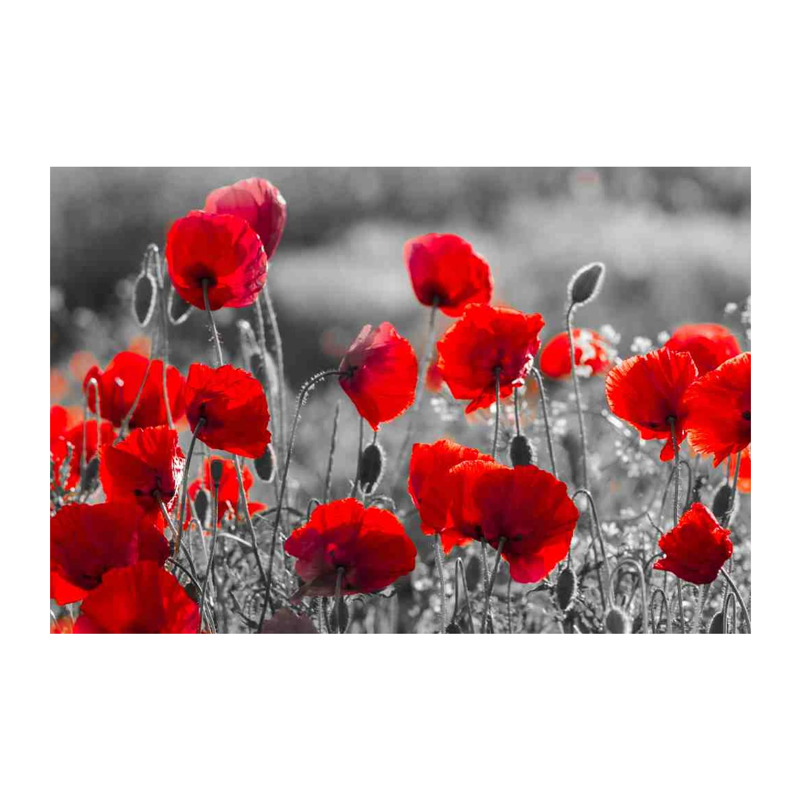 Vibrant Red Poppies Field Wall Art