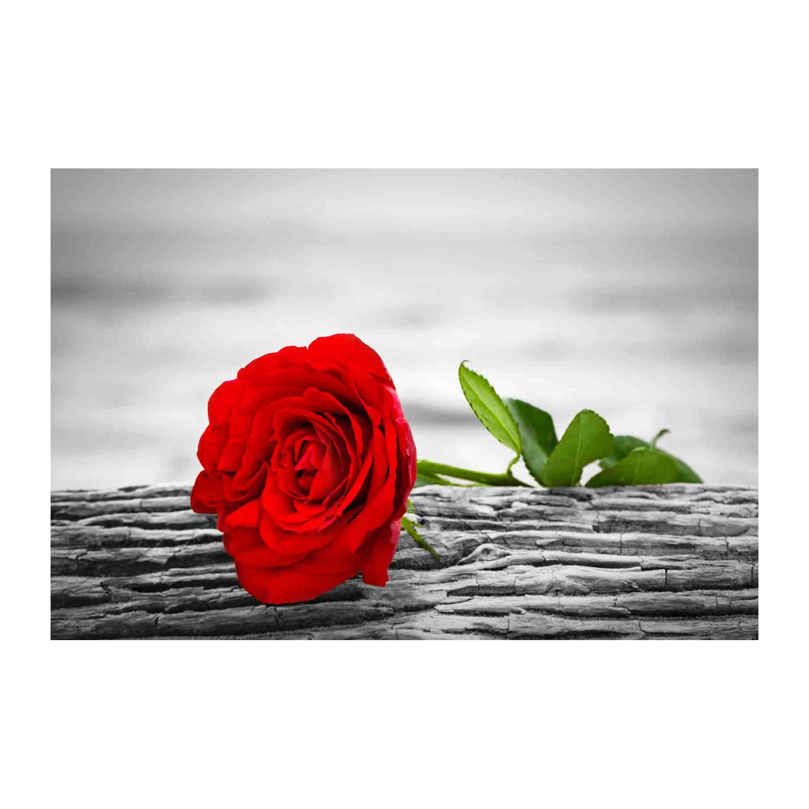 Bold Red Rose on Wood Wall Art