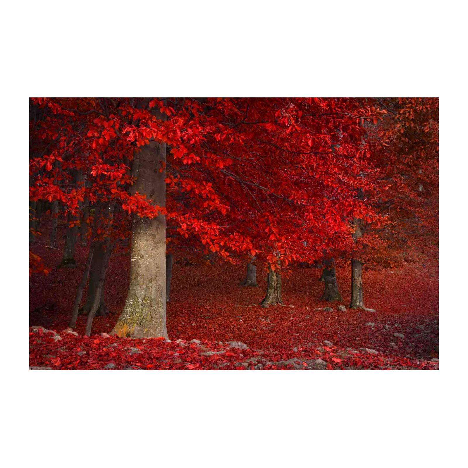 Vibrant Red Forest Autumn Wall Art