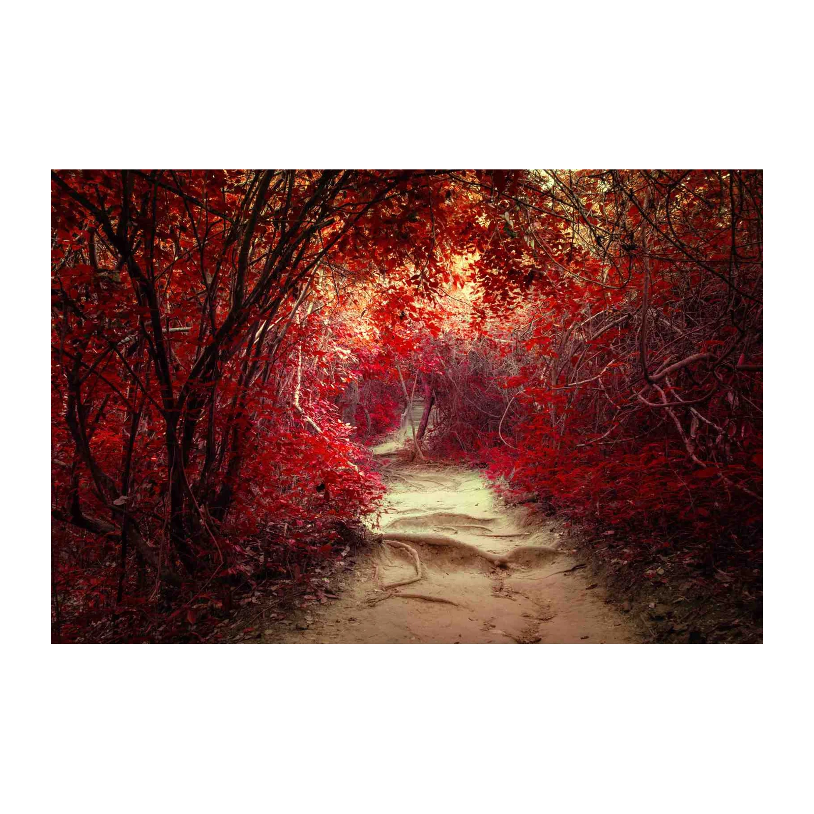 Enchanting Red Forest Path Wall Art