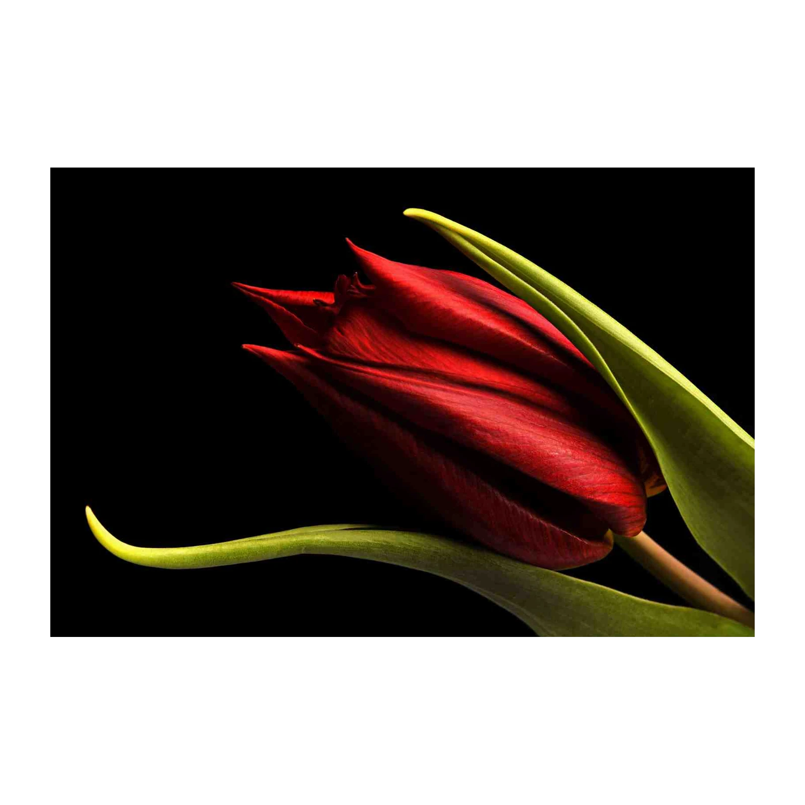Elegant Red Tulip Bloom Wall Art
