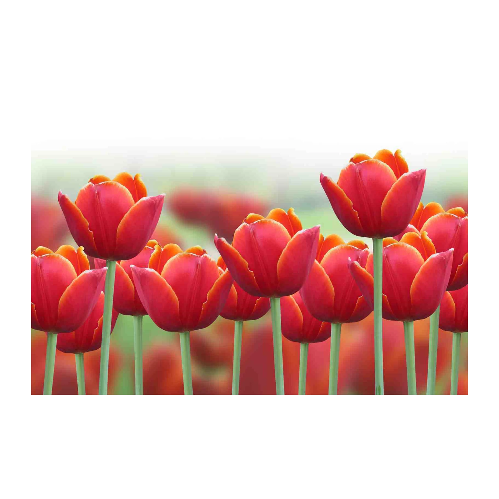 Vibrant Red Tulips Field Wall Art