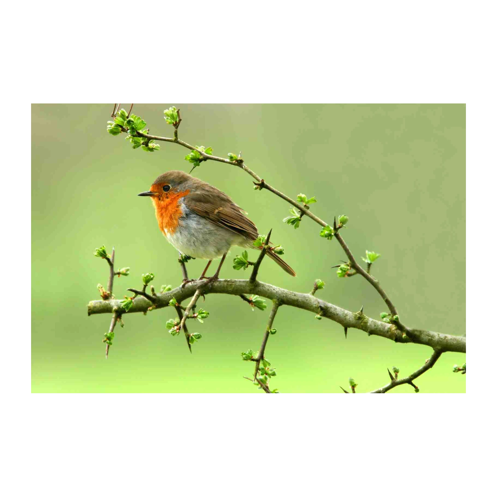 Robin on Branch Nature Art Wall Art