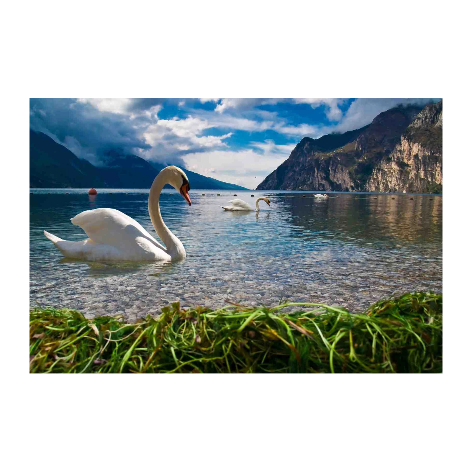 Graceful Swans Serene Lake Wall Art