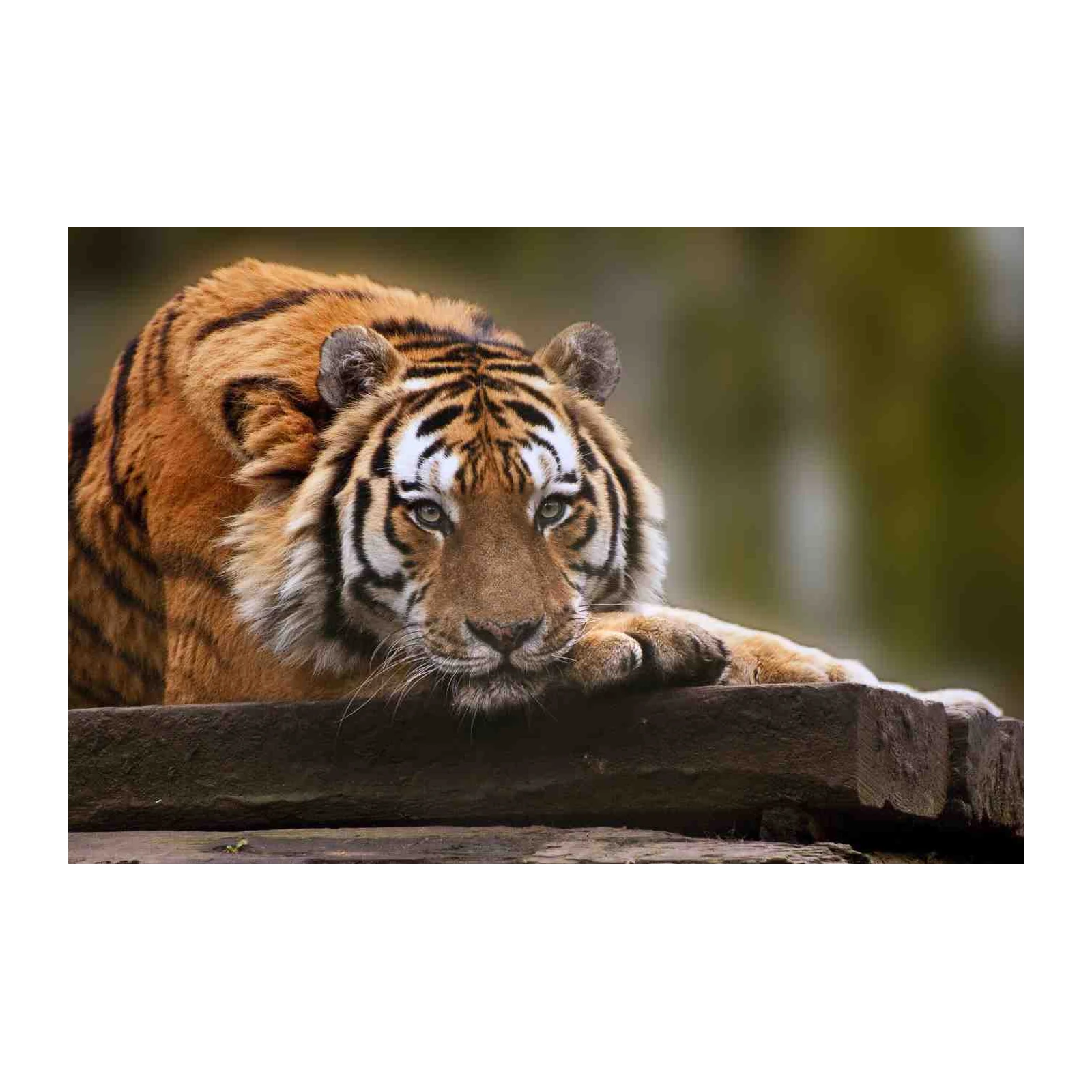 Majestic Tiger Gaze Wall Art for Wildlife Lovers