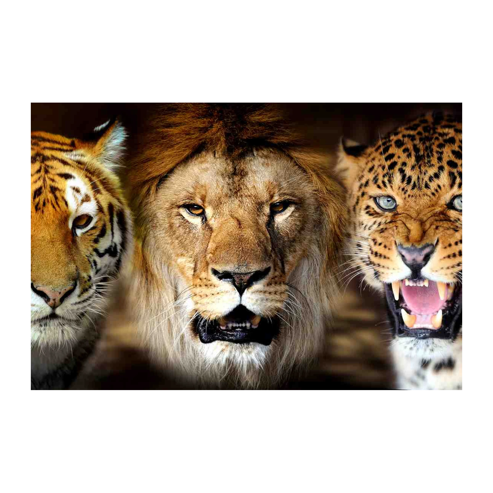 Majestic Big Cat Trio Wall Art