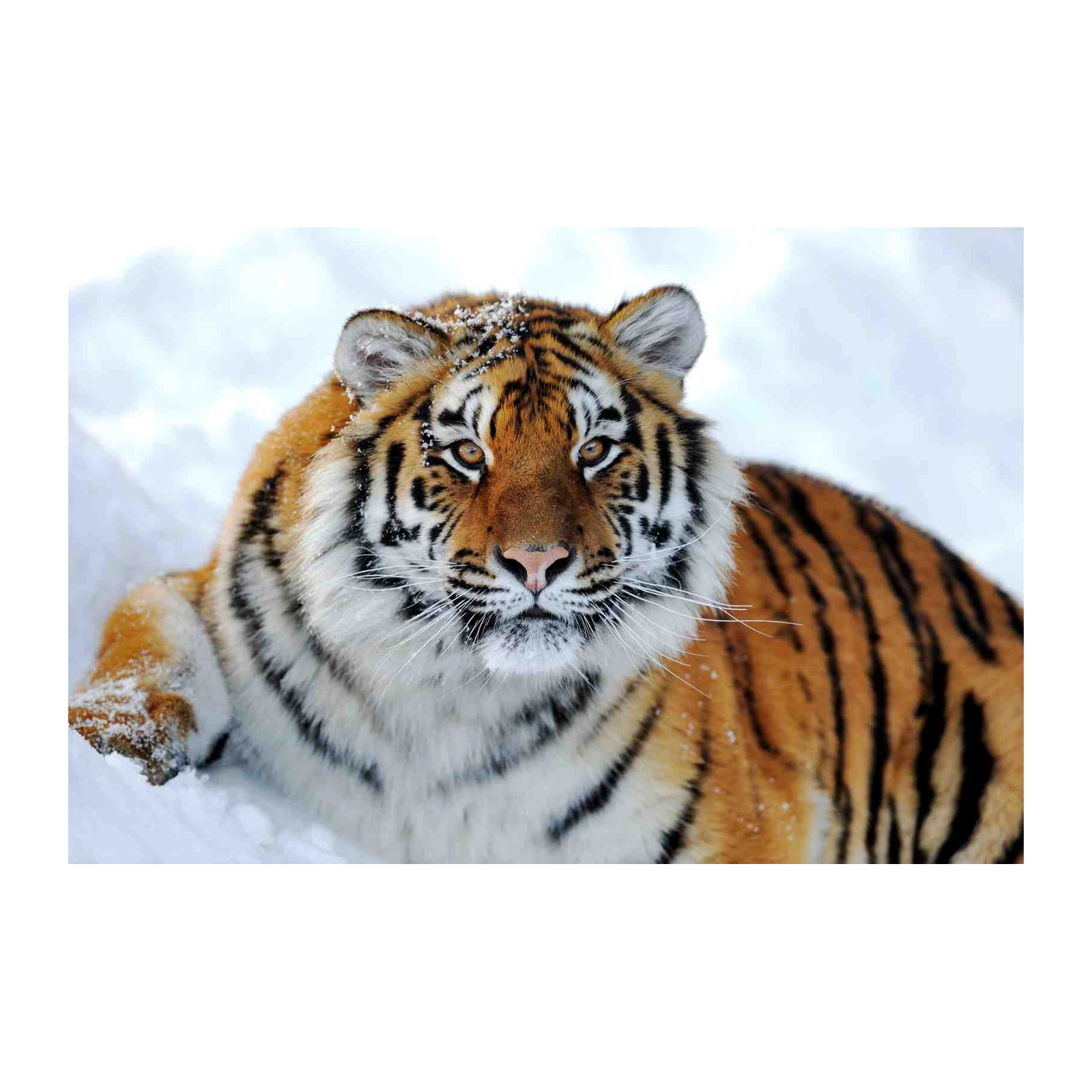 Majestic Snow Tiger Wall Art