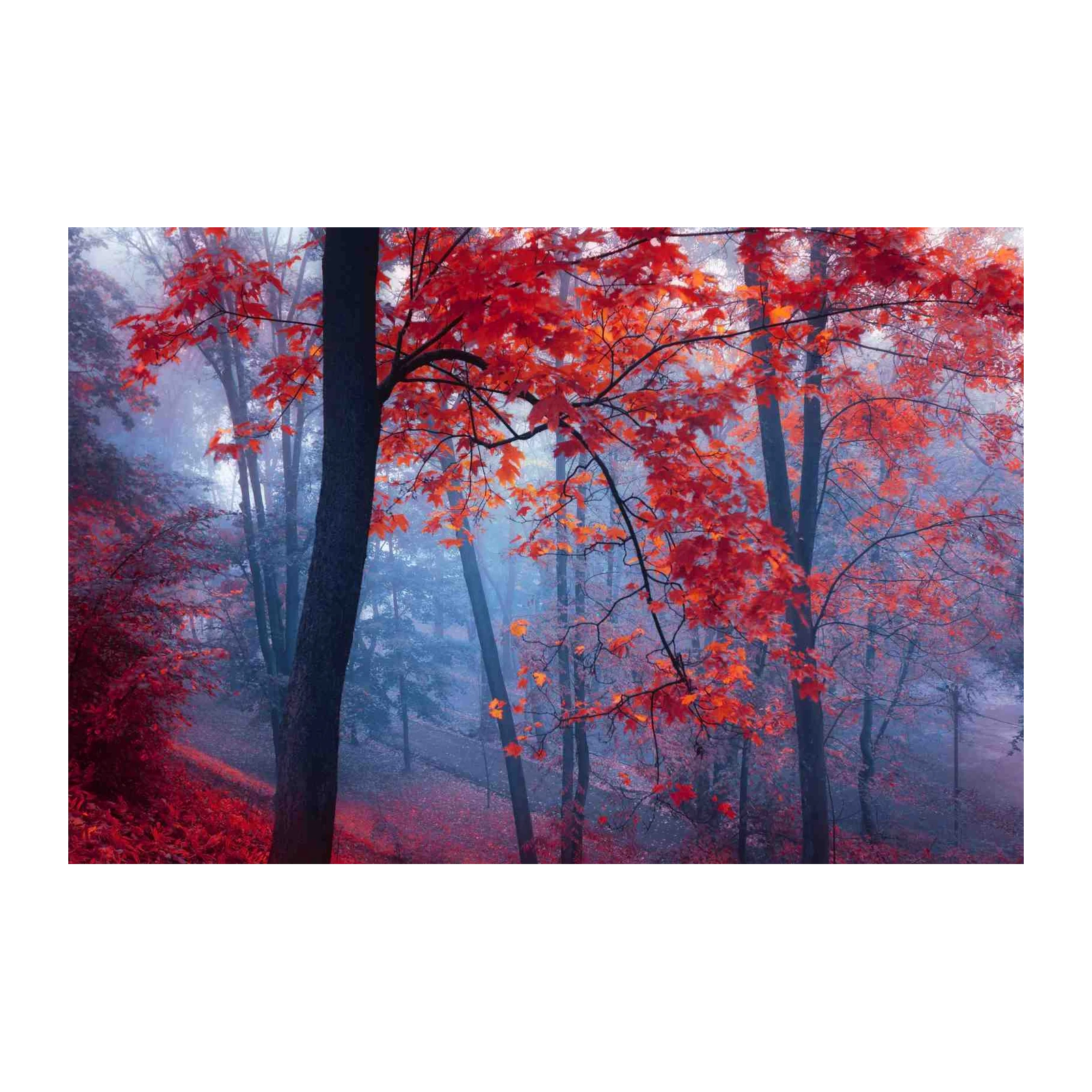 Vibrant Autumn Forest Wall Art