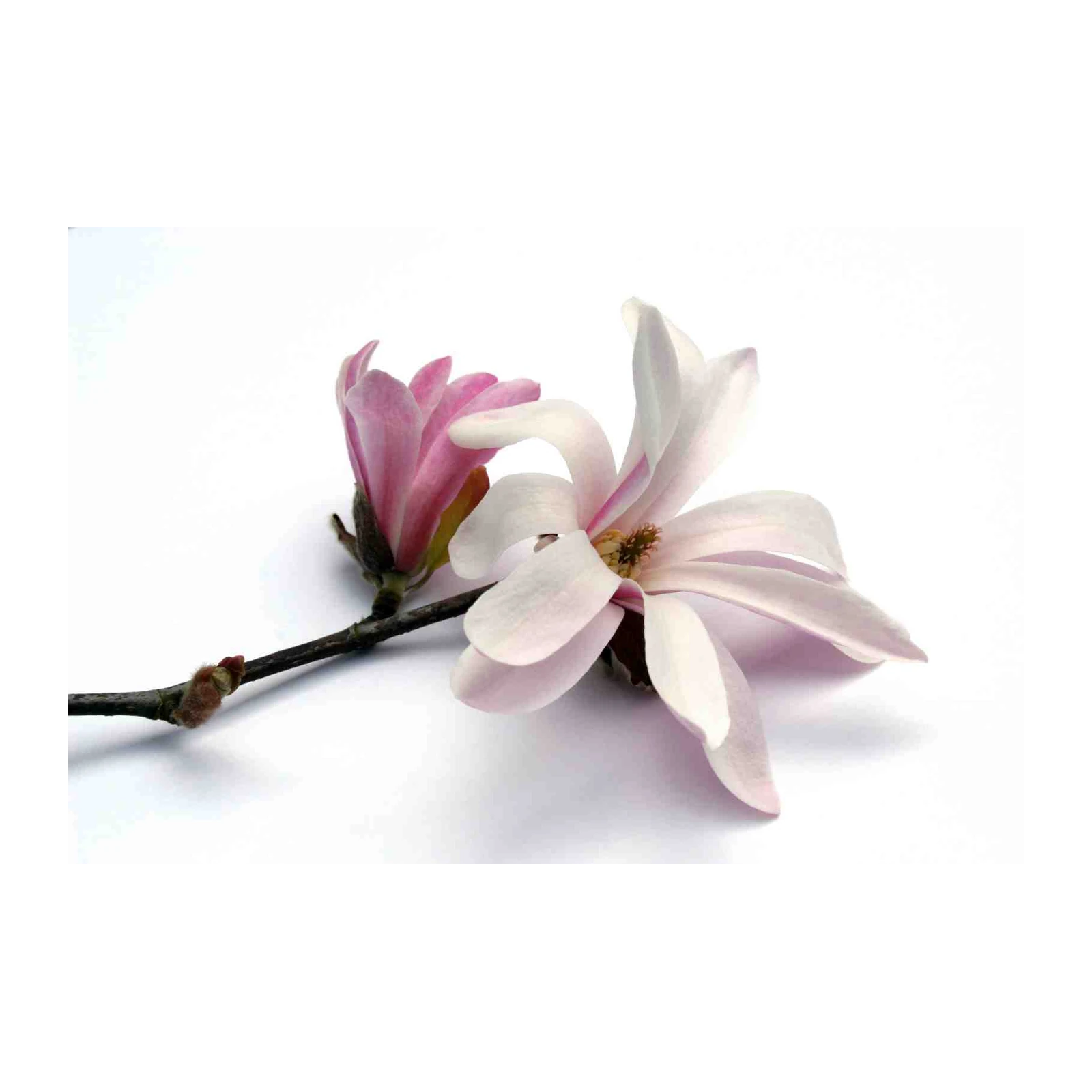 Elegant Magnolia Blossom Wall Art