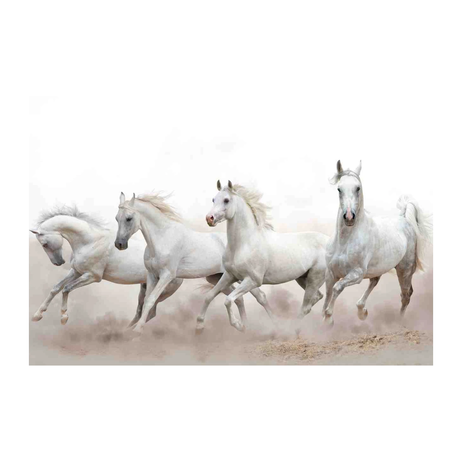 Majestic White Horses Galloping Wall Art