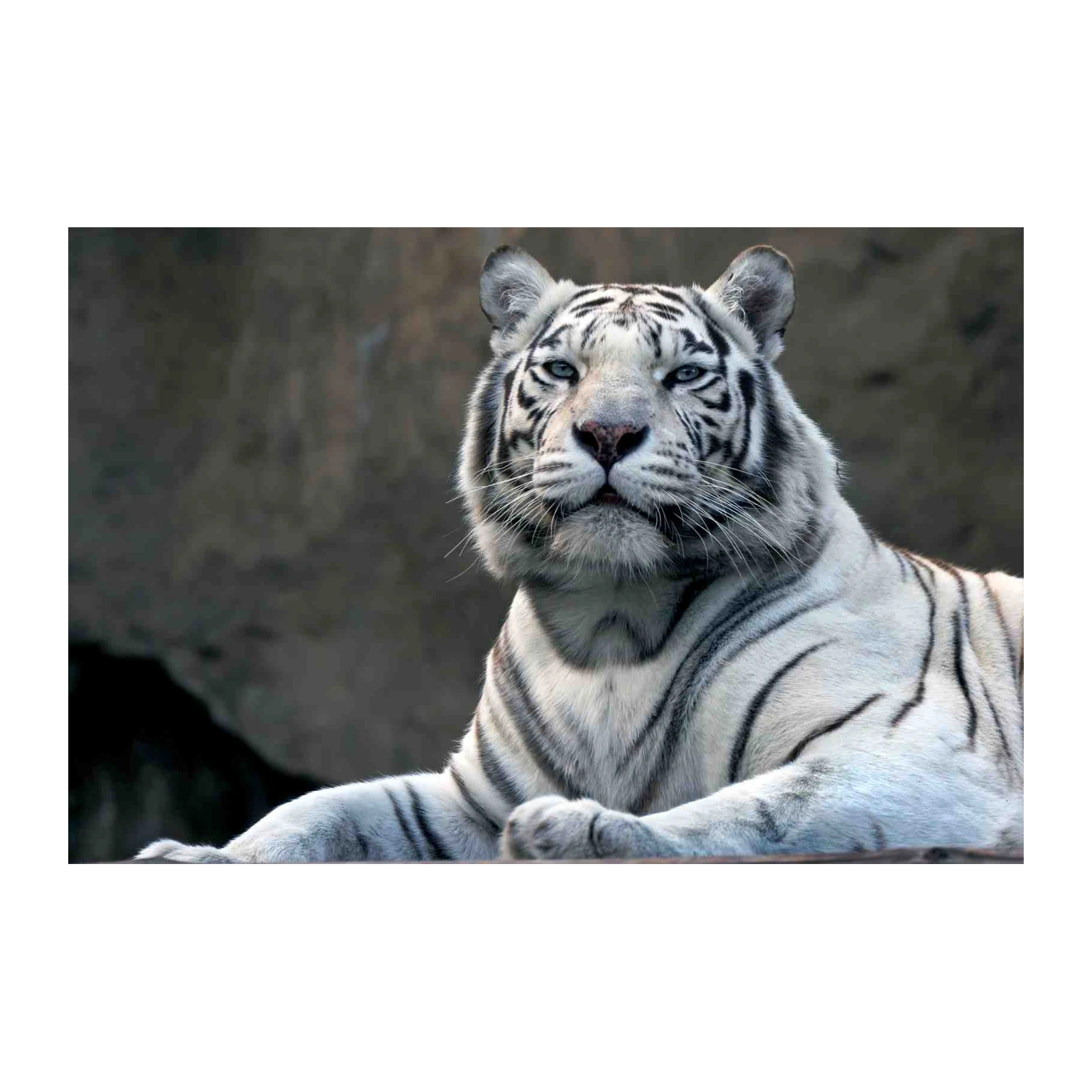 Majestic White Tiger Close-up Wall Art