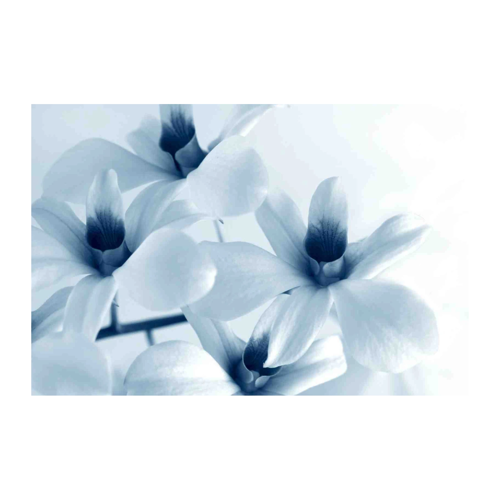 Serene Blue Orchid Close-Up Wall Art
