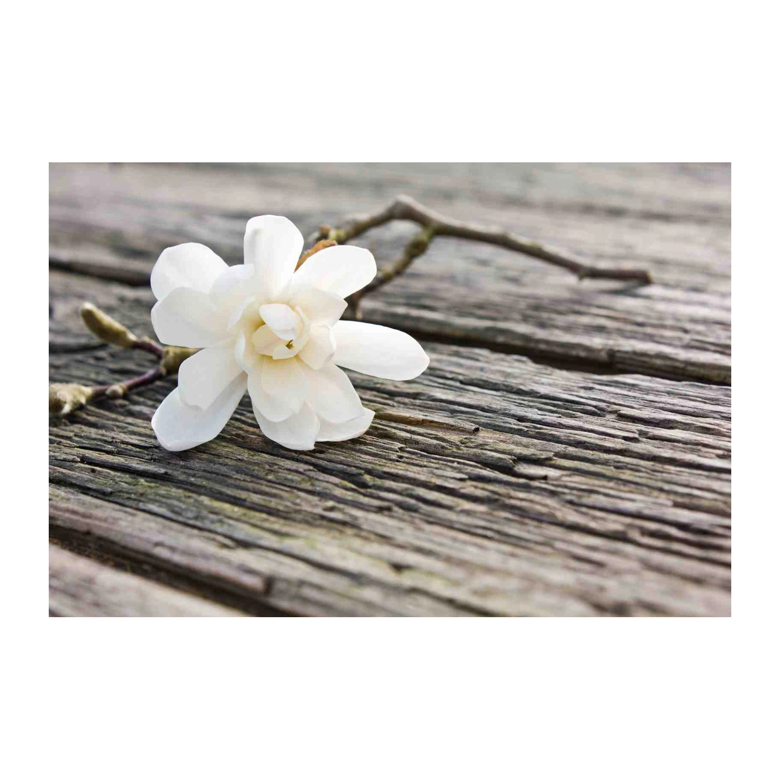 Serene White Magnolia Flower Wooden Textures Wall Art