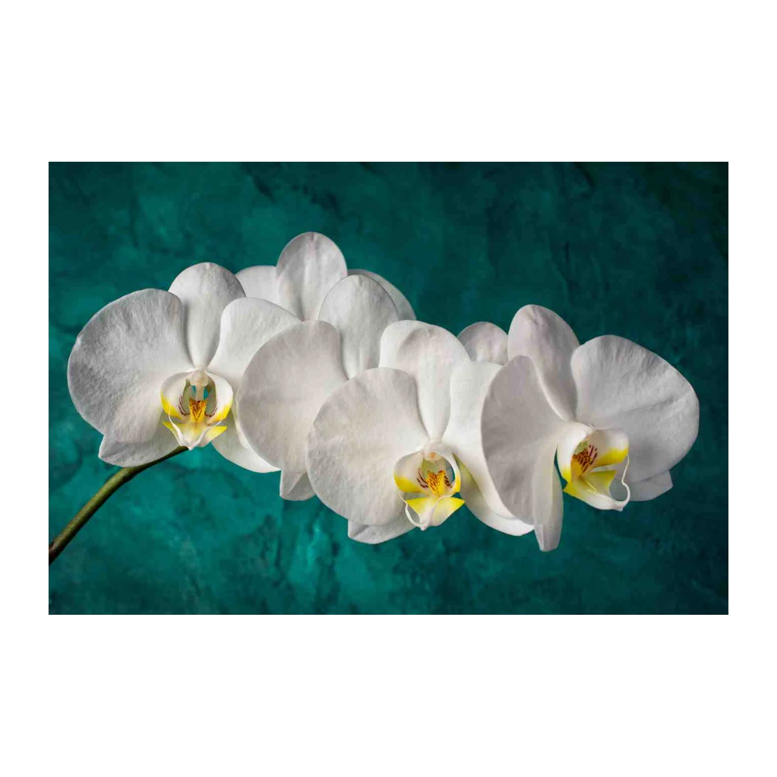 Elegant White Orchid Floral Art Wall Art