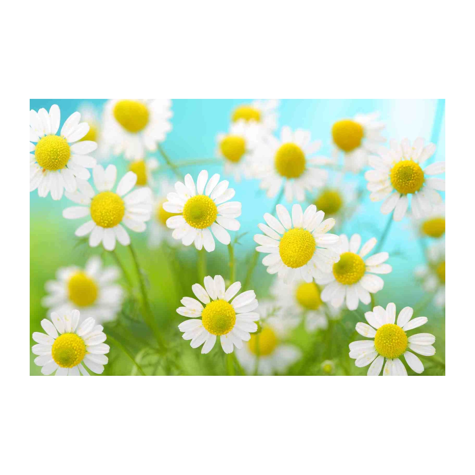 Serene Daisy Meadow Wall Art