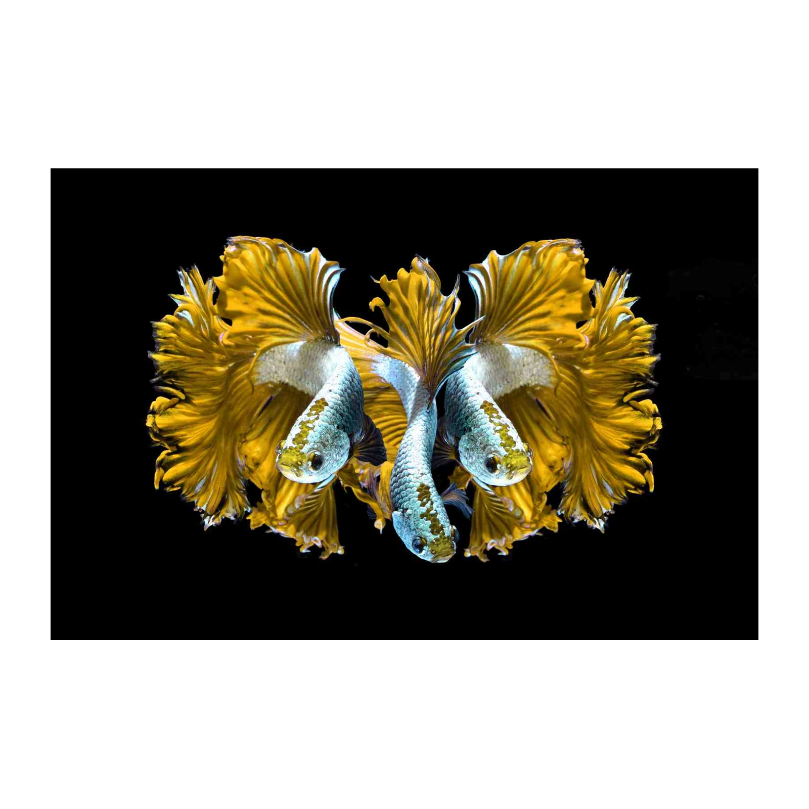 Golden Betta Fish Serenity Wall Art