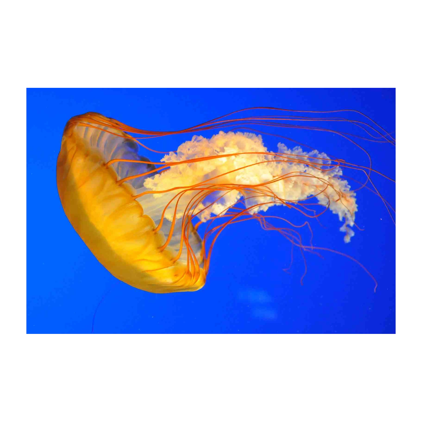 Vibrant Jellyfish Ocean Life Wall Art