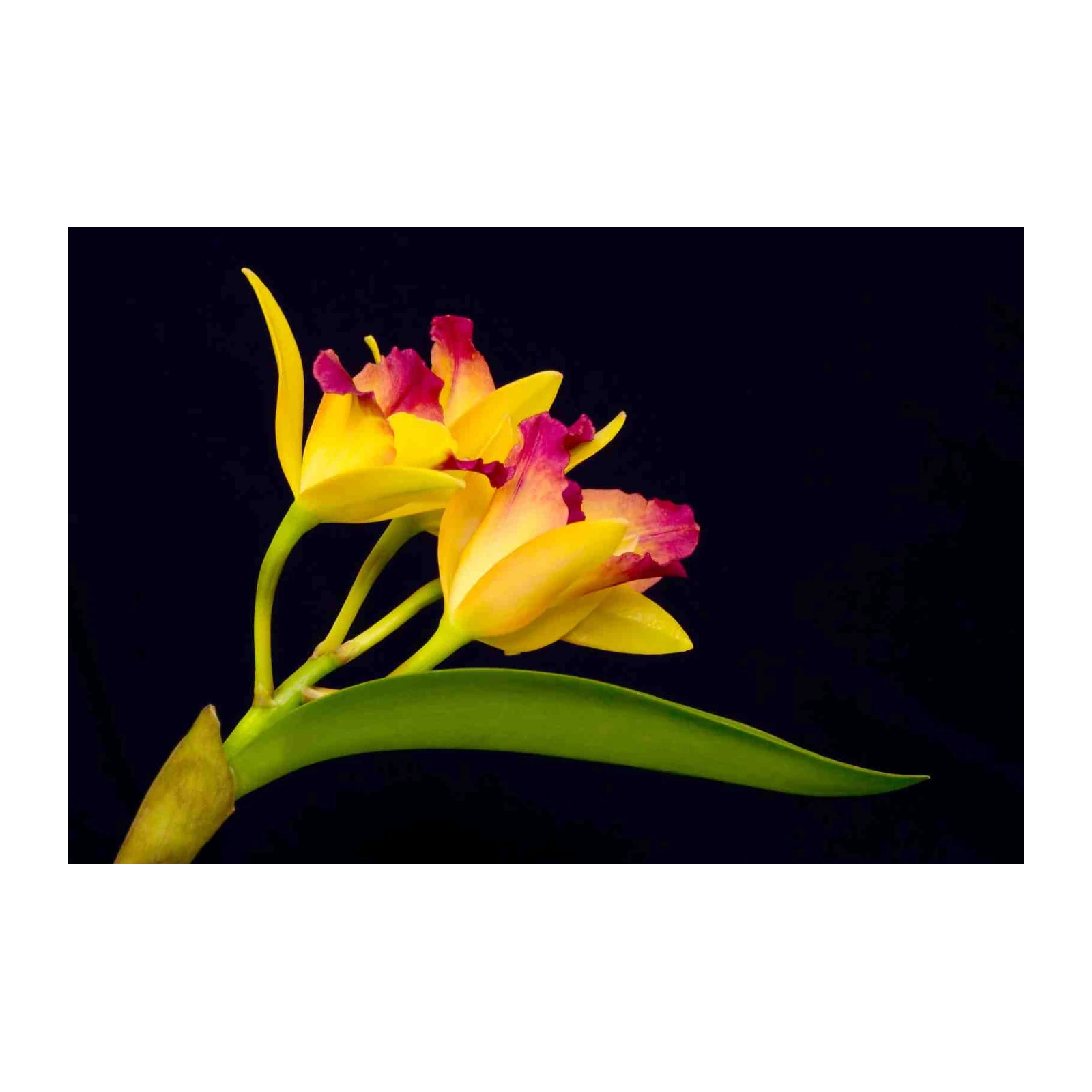 Vibrant Yellow & Pink Orchid Wall Art