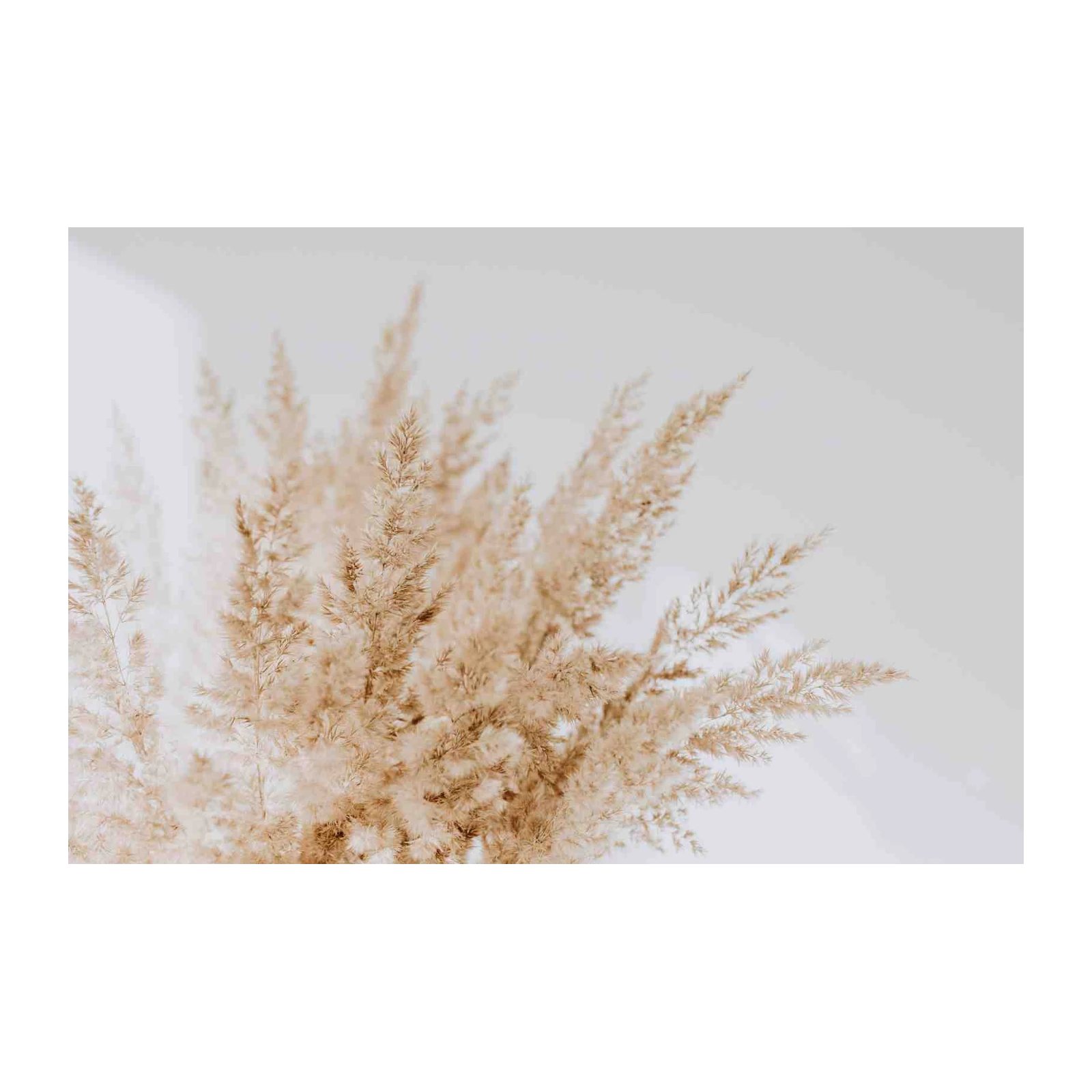 Boho Pampas Grass Field Wall Art Wall Art
