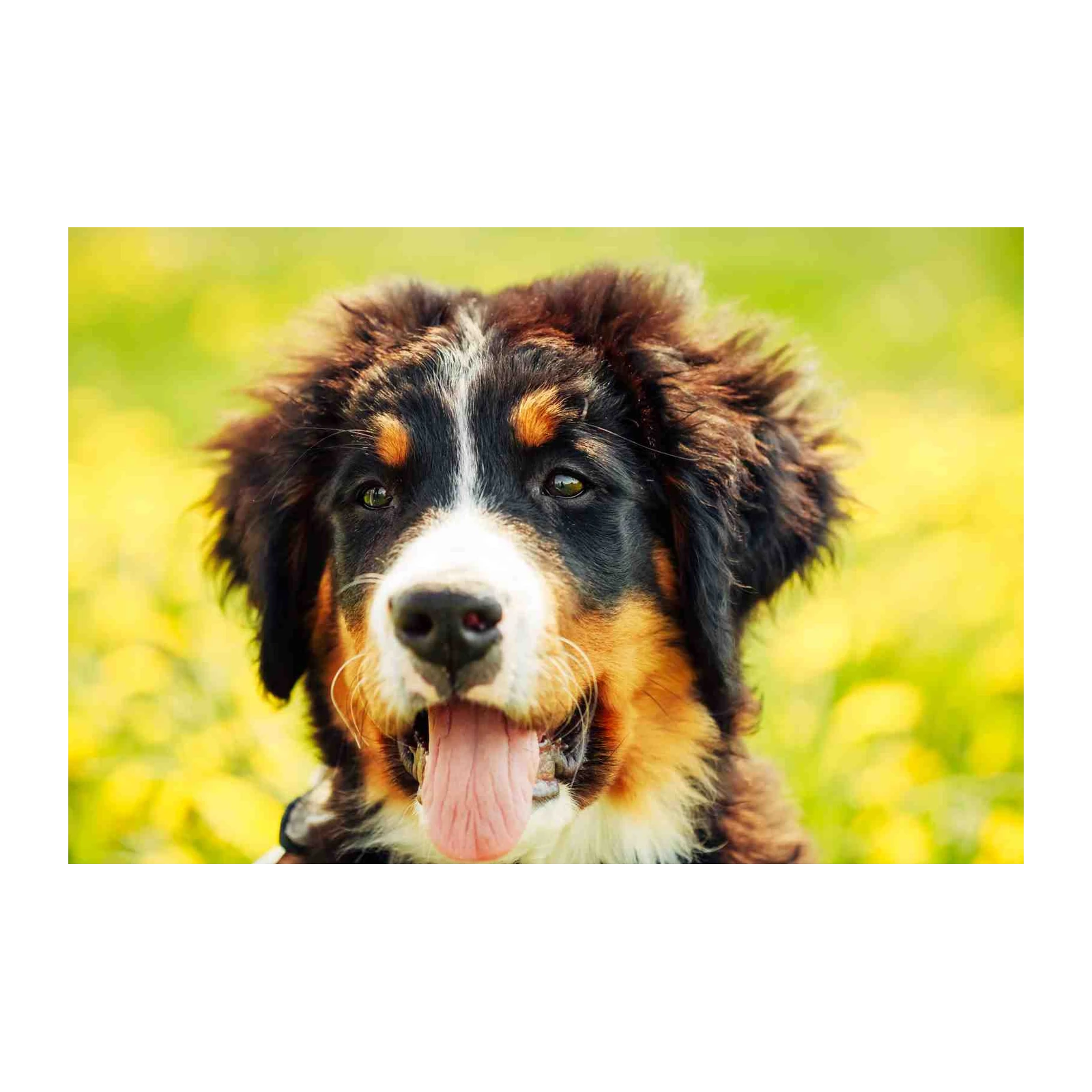 Bernese Mountain Dog Portrait Wall Art