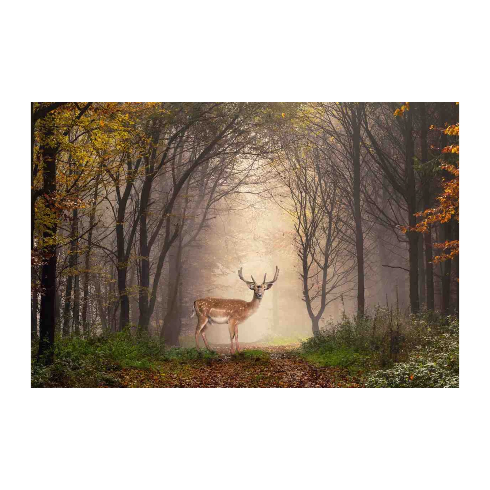 Majestic Deer Forest Scene Wall Art