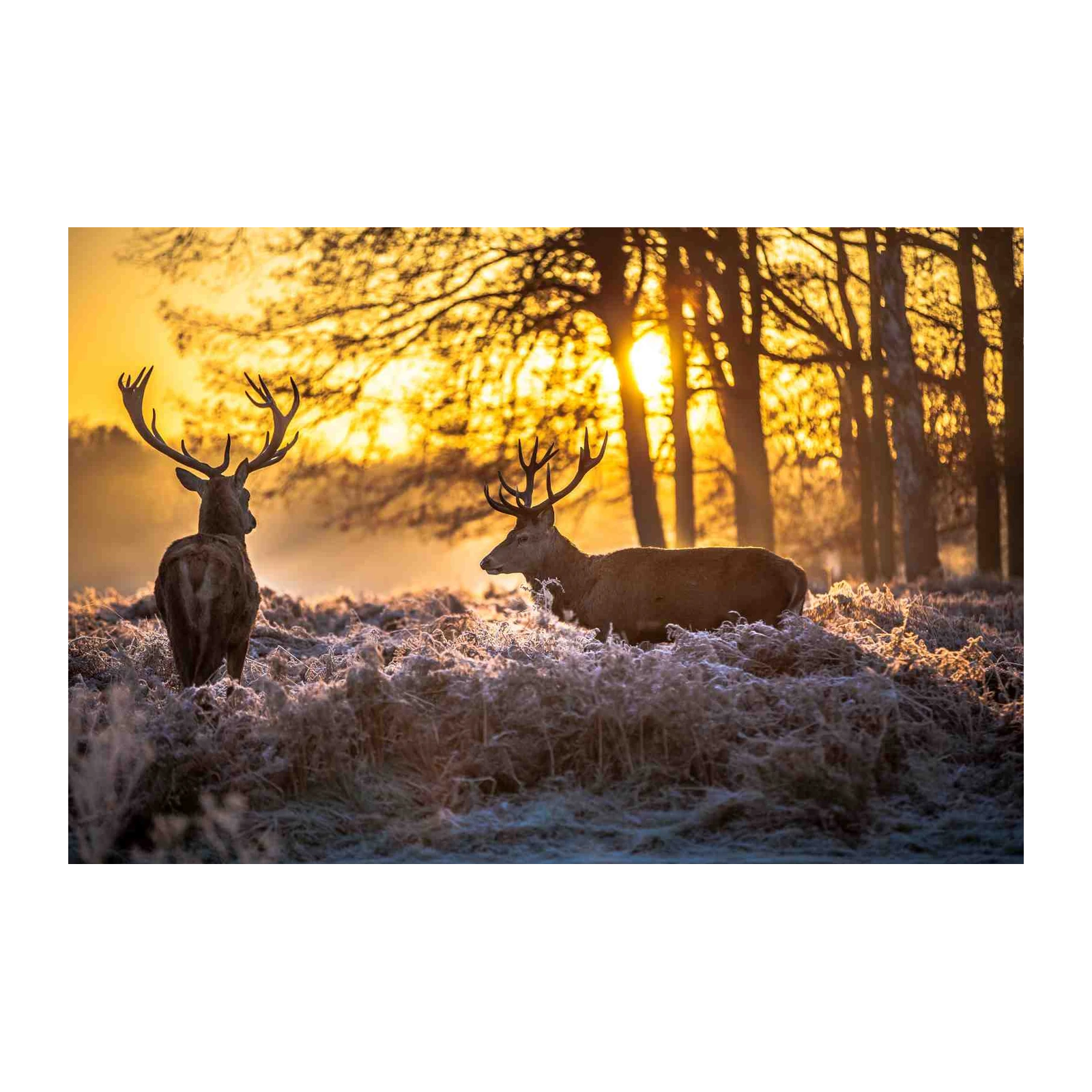 Majestic Deer Sunrise Wall Art