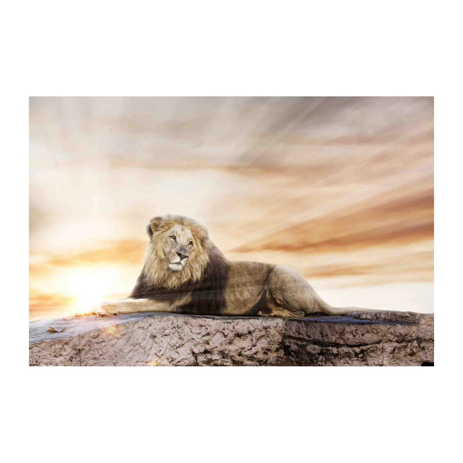 Majestic Lion Sunset Wildlife Wall Art