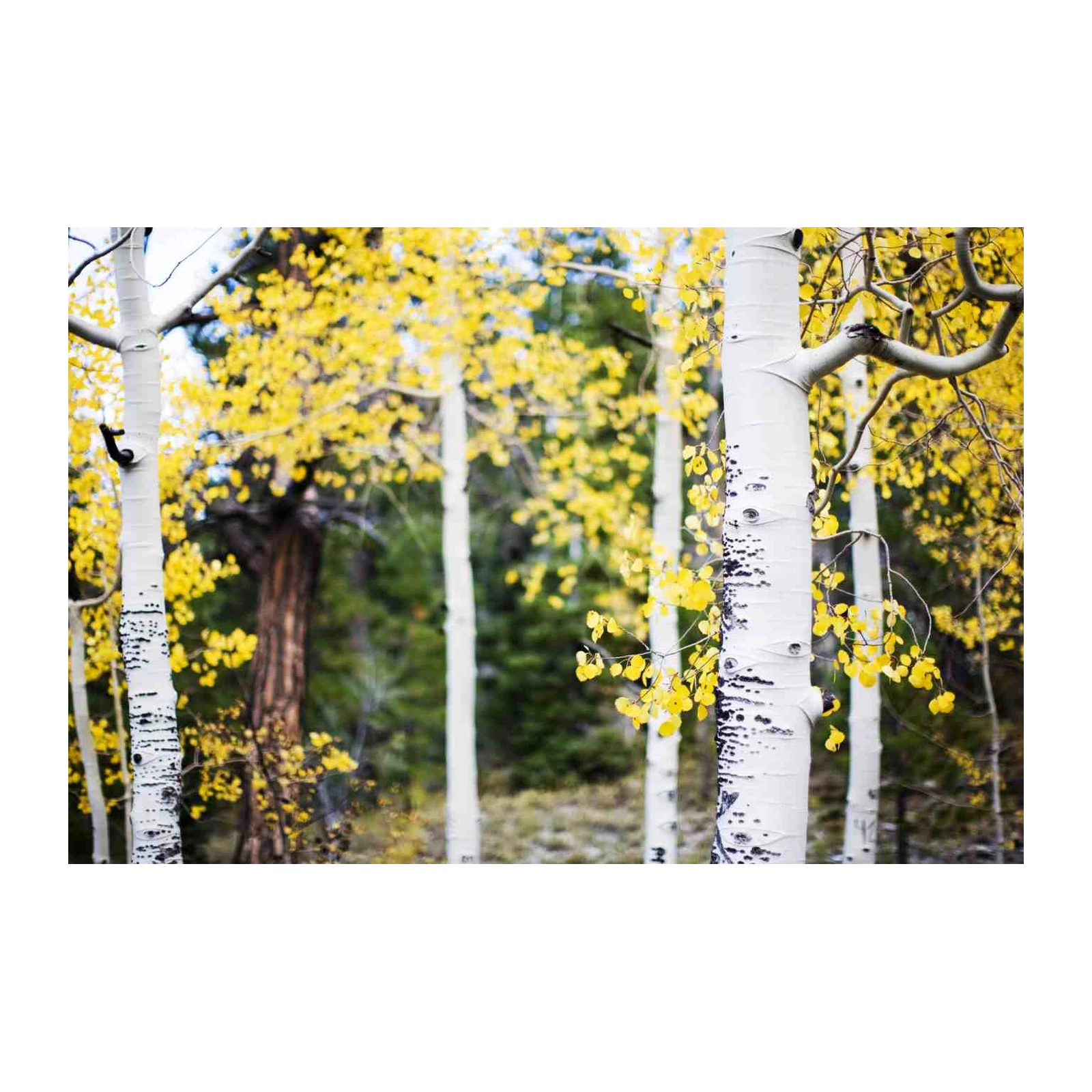 Golden Aspen Forest Nature Wall Art