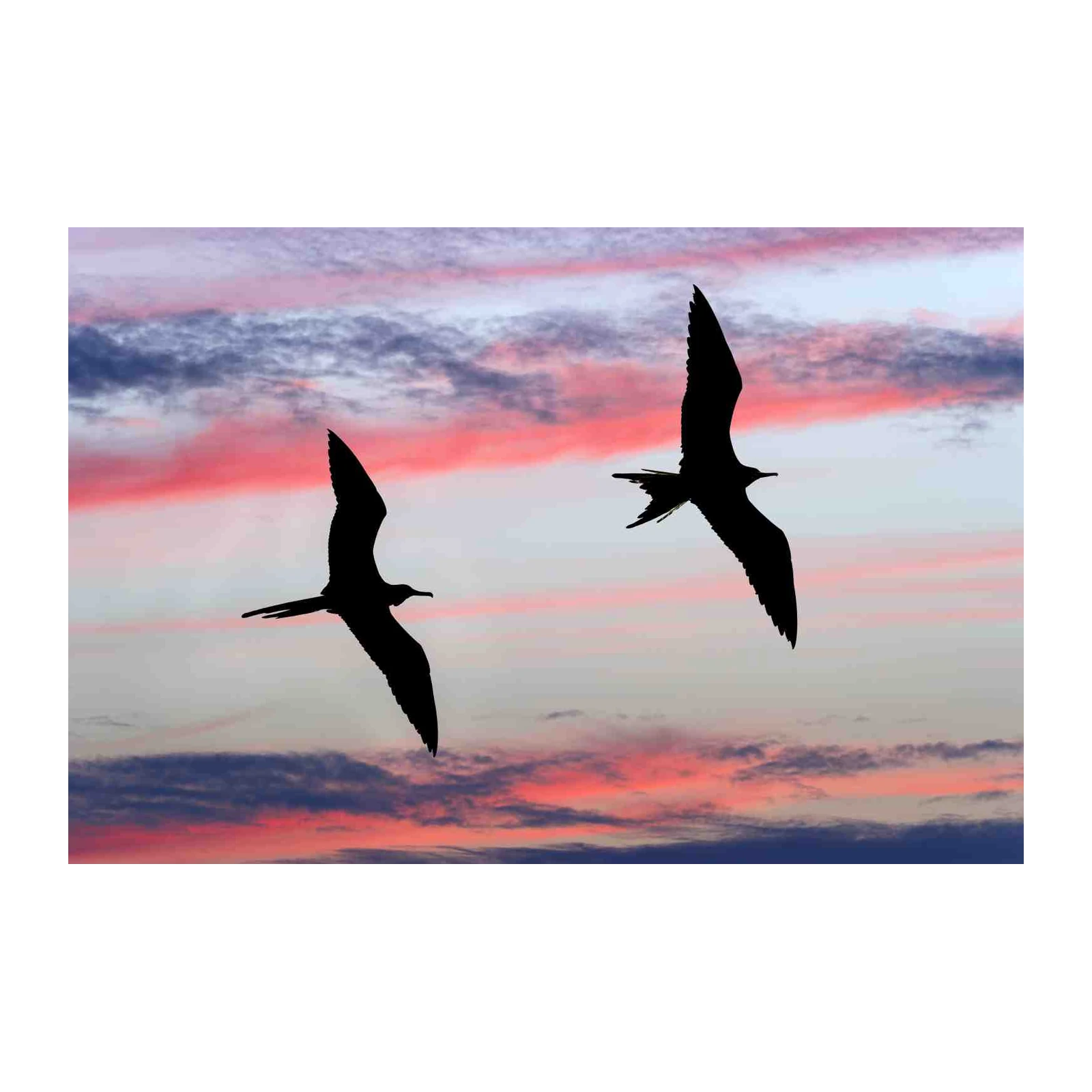 Silhouettes of Birds Flying at Sunset Wall Art