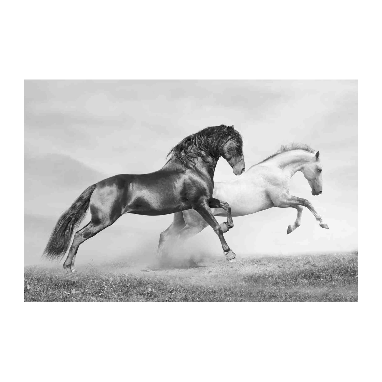 Majestic Equine Duo Black & White Wall Art