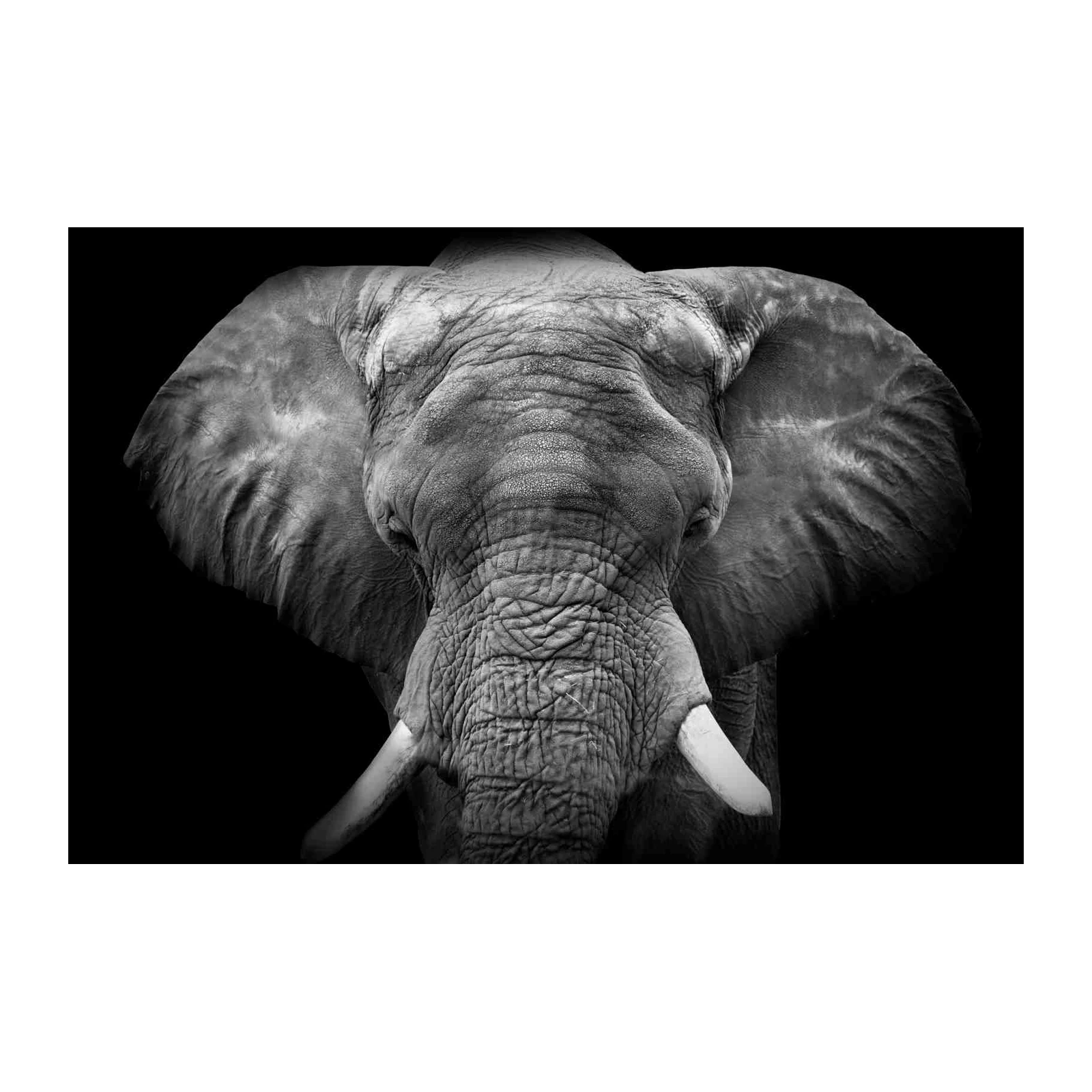 Majestic Elephant Portrait Black and White Wall Art