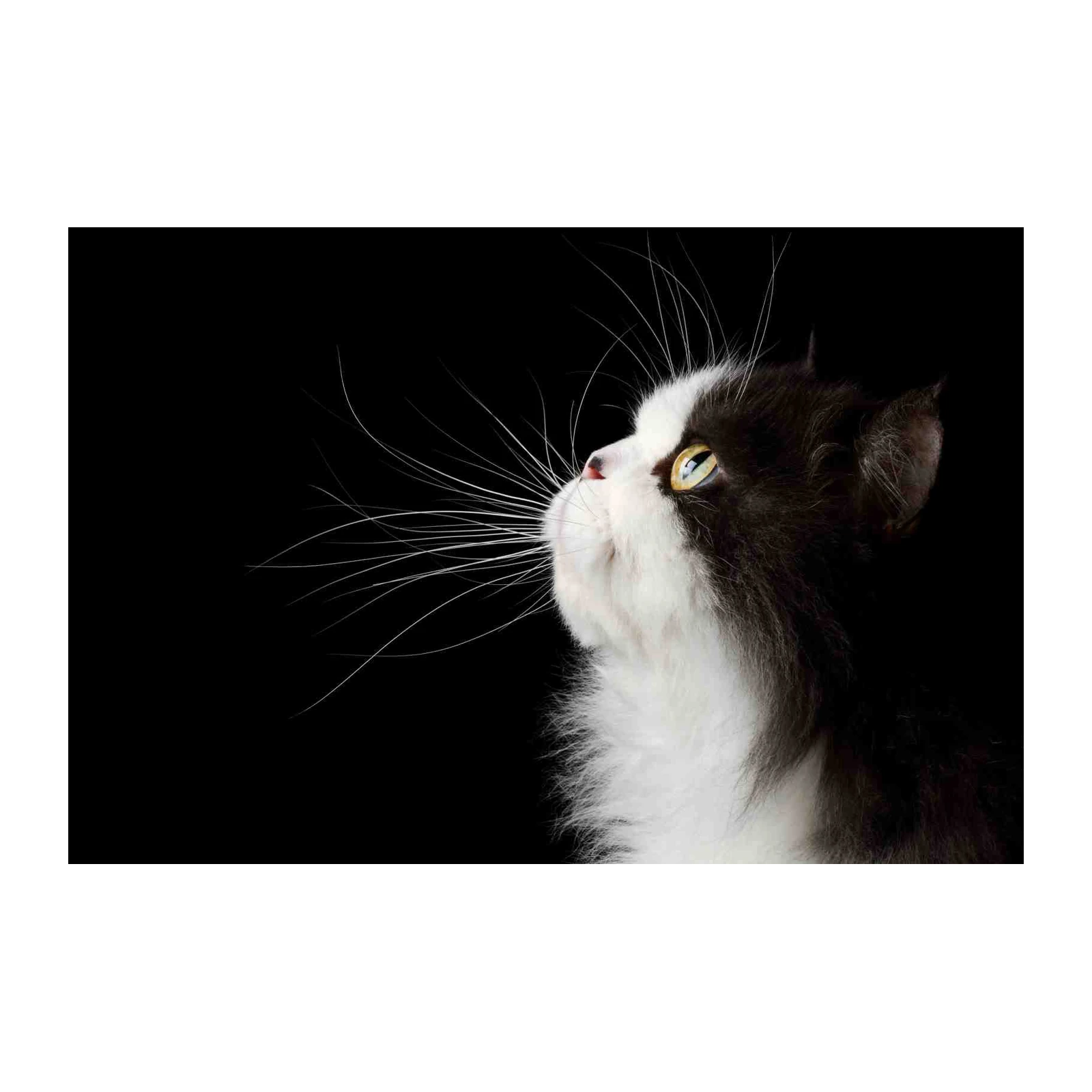Elegant Black and White Cat Whiskers Wall Art