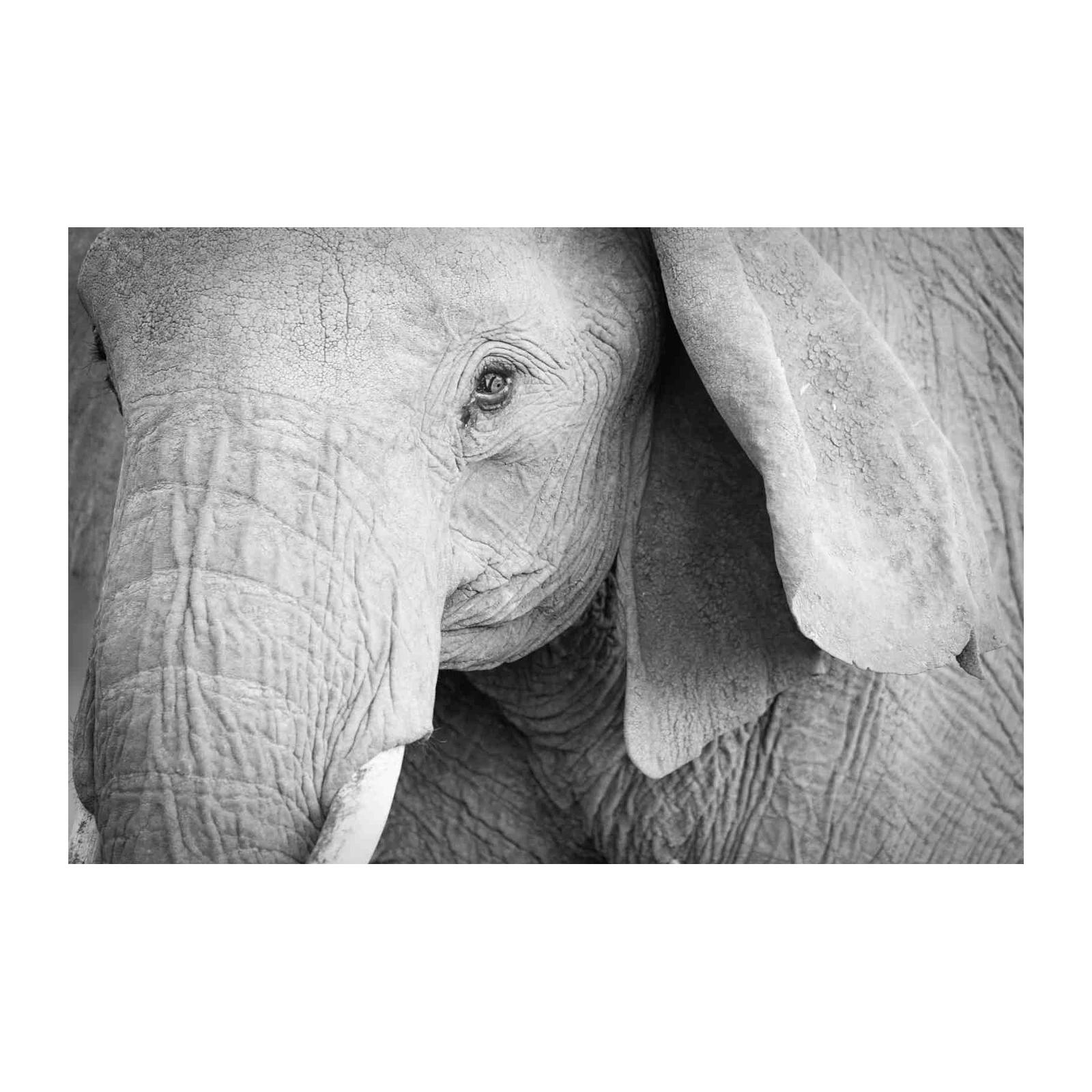 Majestic Elephant Portrait BW Wall Art