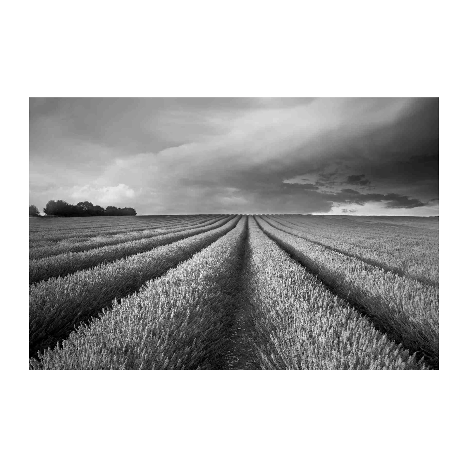 Moody Lavender Field Black and White Wall Art
